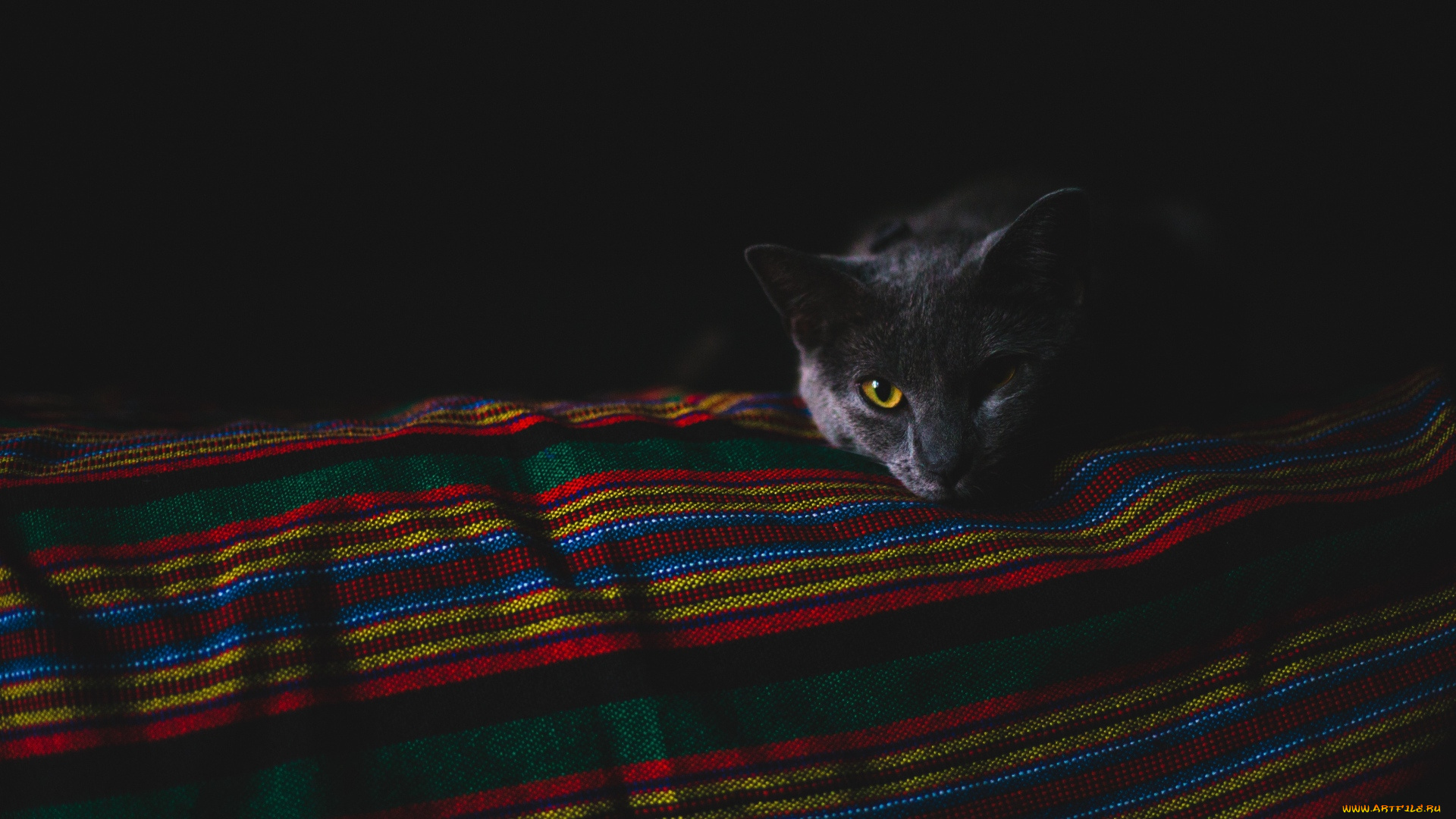 животные, коты, покрывало