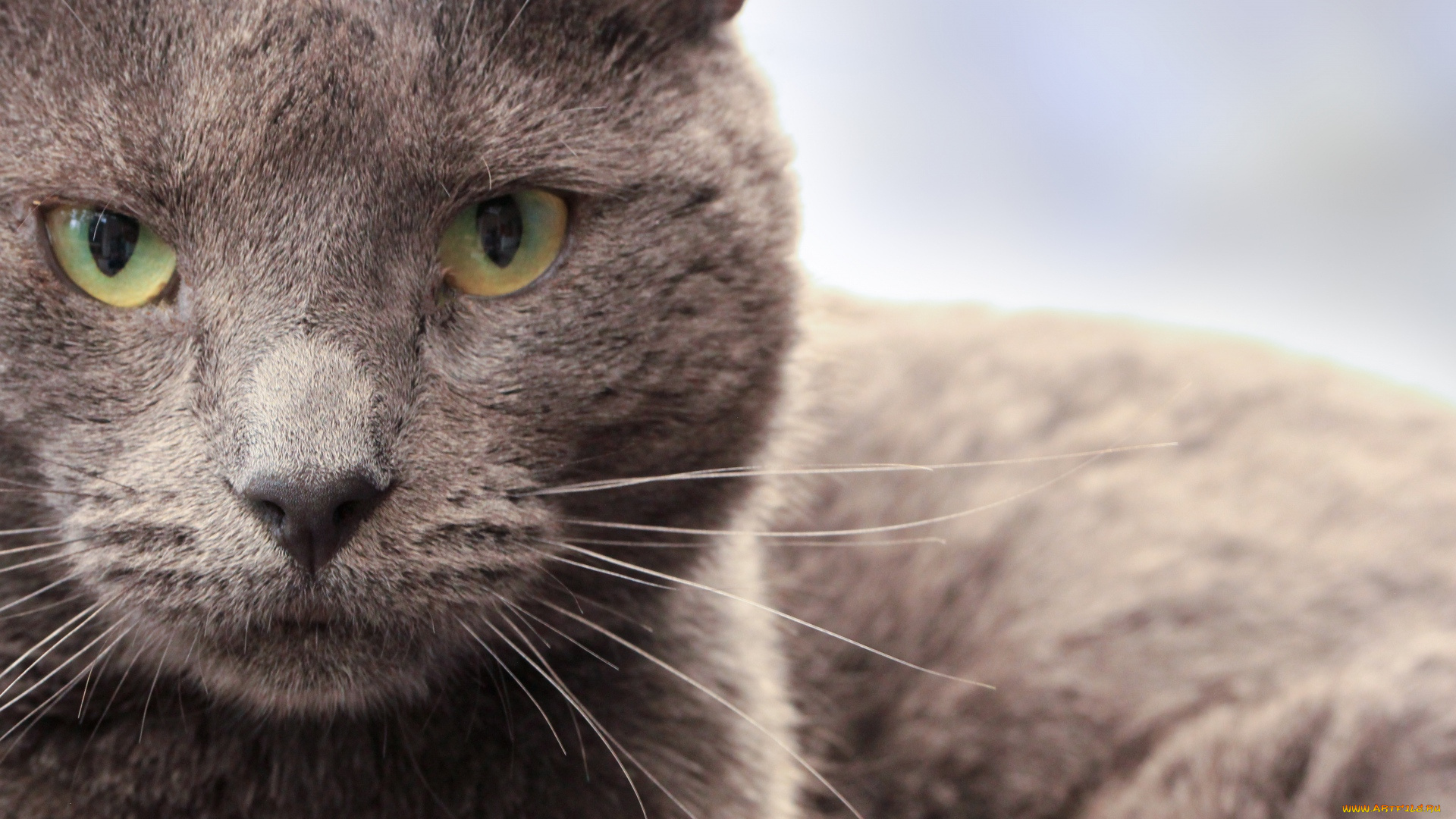 животные, коты, профиль