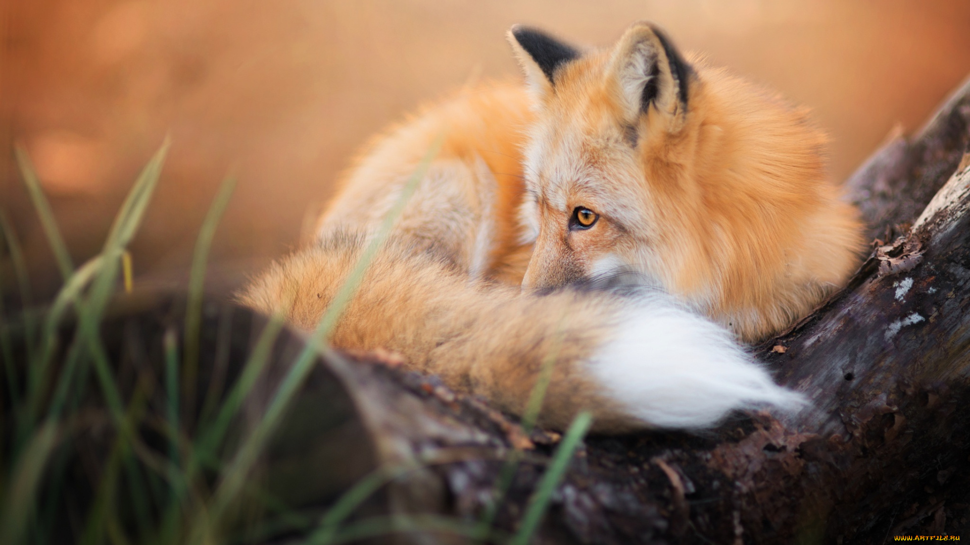 животные, лисы, пушистый, лиса, осень, хвост, лис