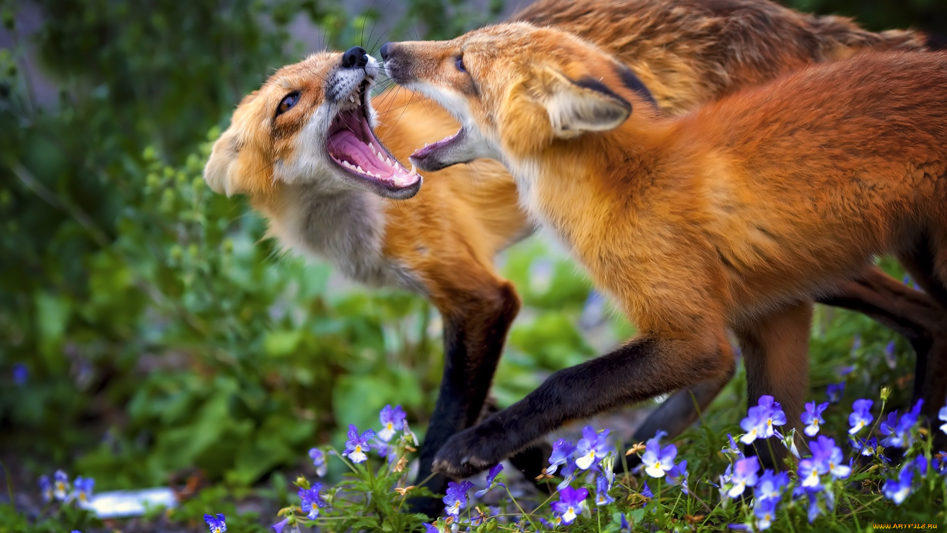 животные, лисы, водоём, природа, пара, водопой