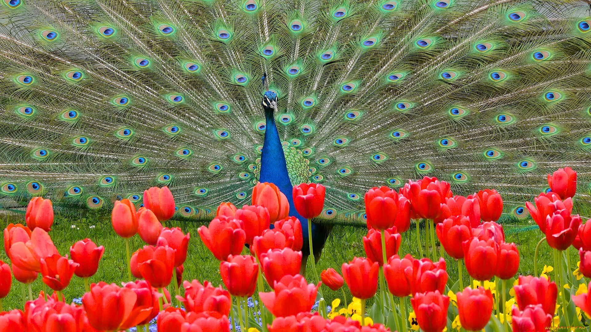 животные, павлины, тюльпаны