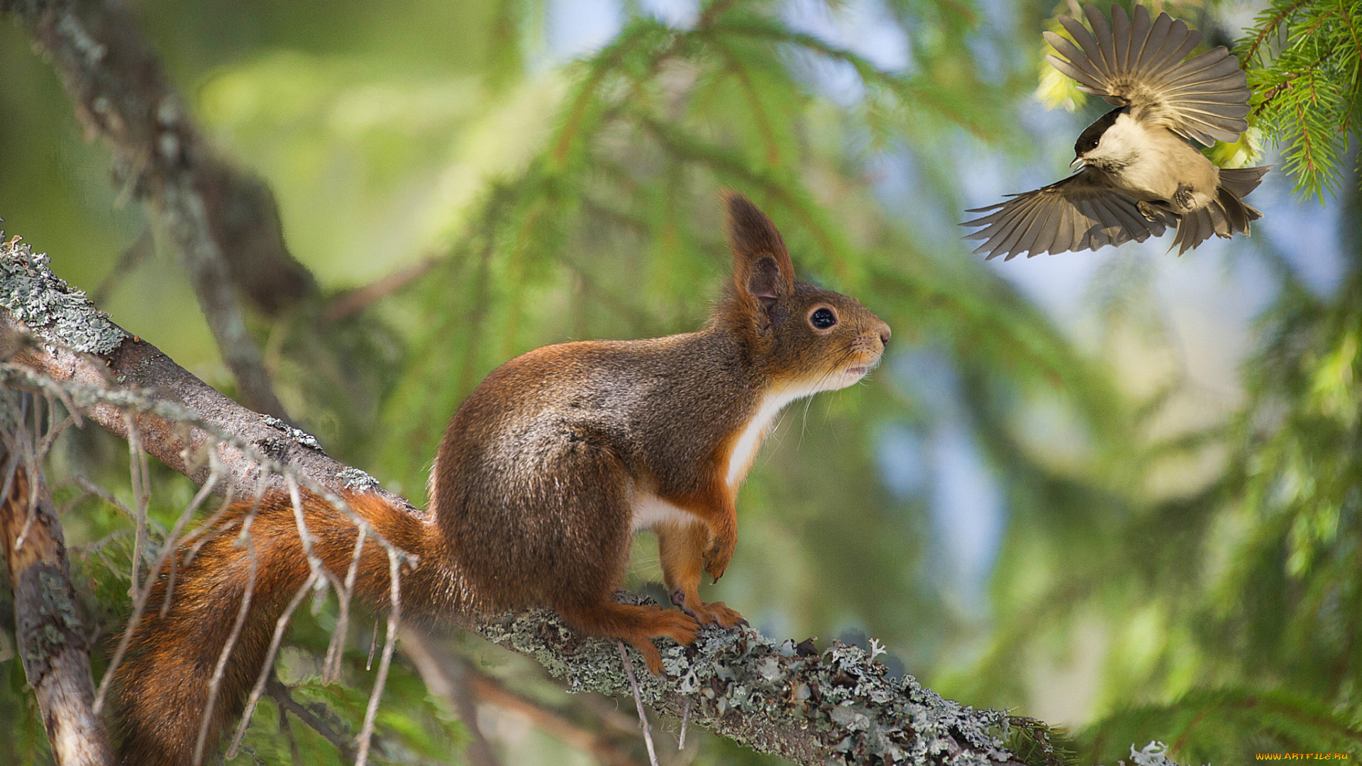 животные, разные, вместе, птица, ветка, рыжая, встреча, лес, белка, дерево, боке