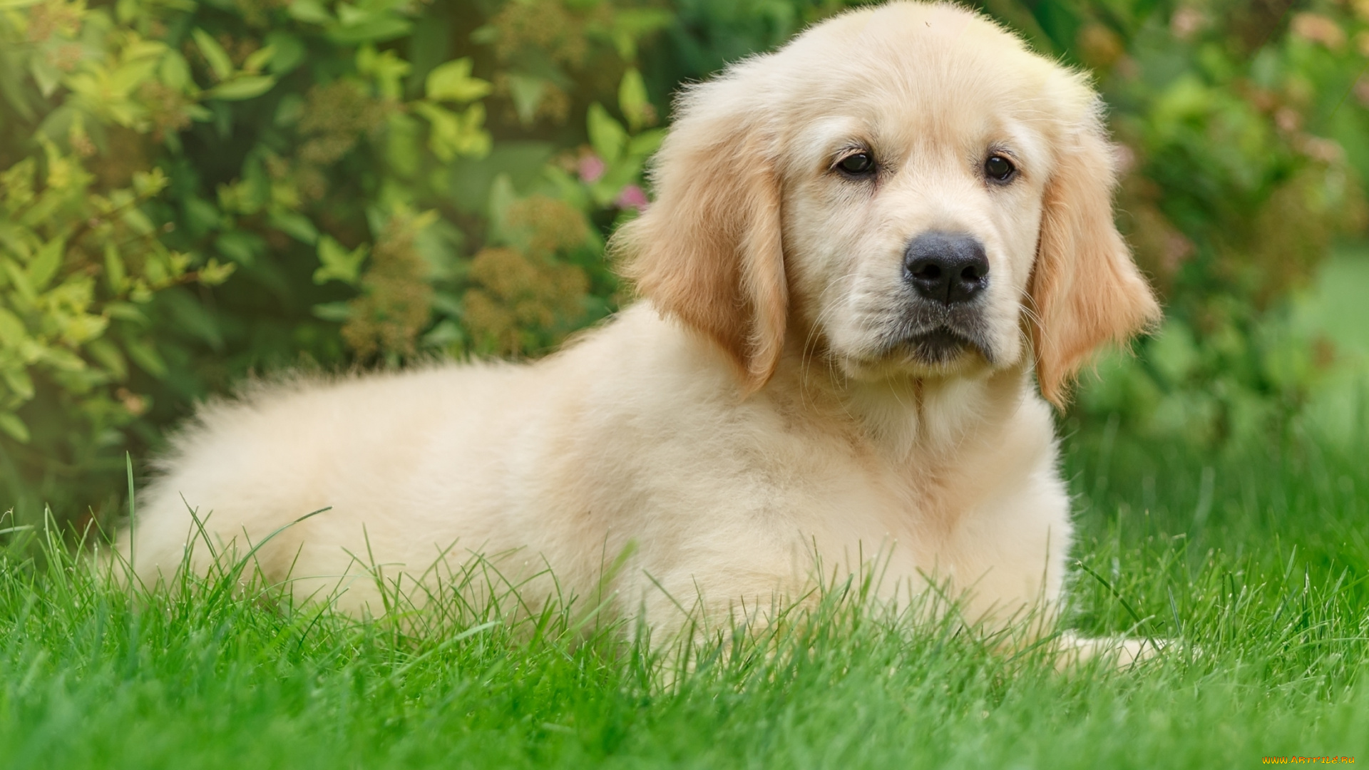 животные, собаки, трава, щенок, ретривер