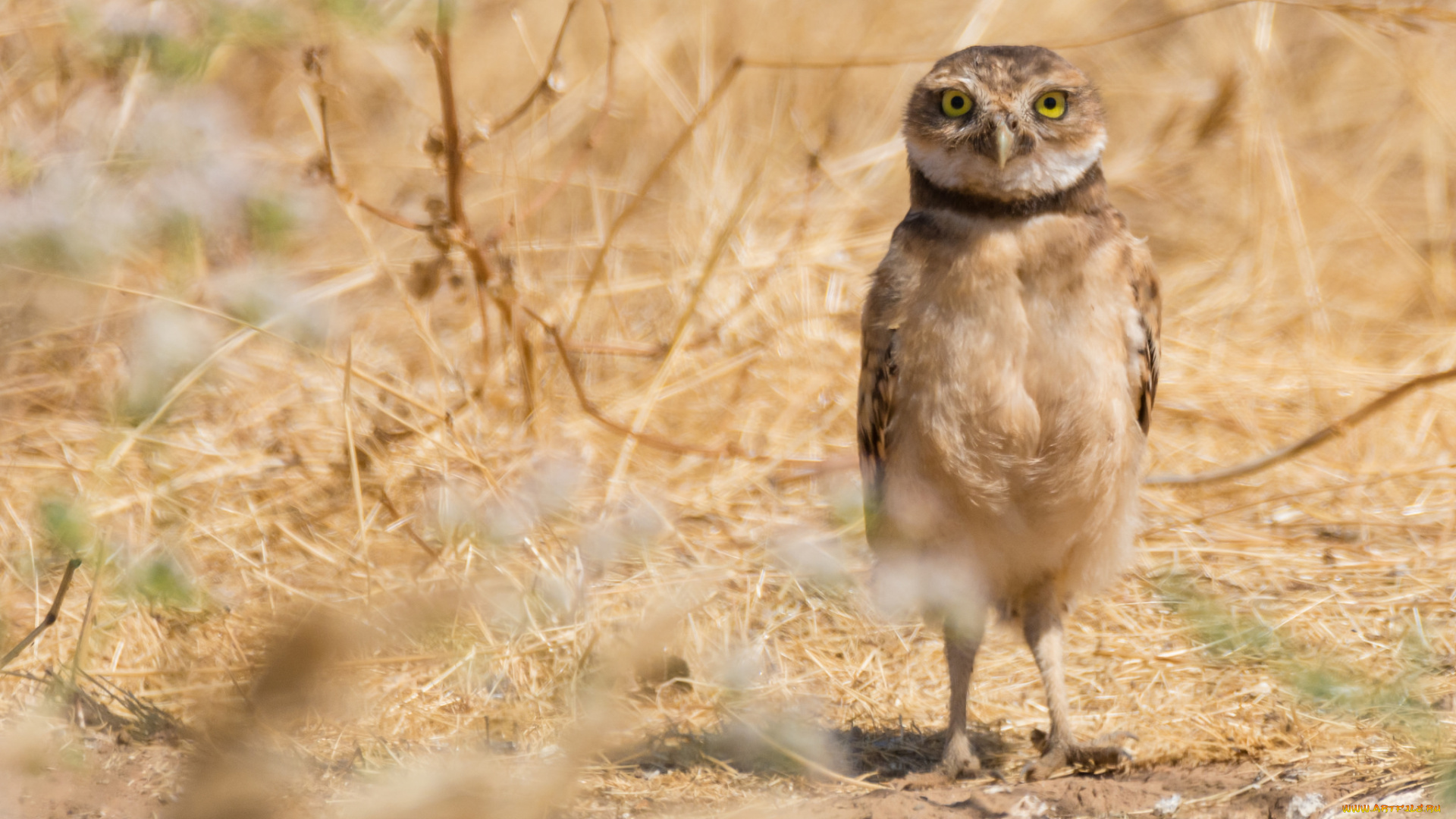 животные, совы, сова, птица, окрас, перья