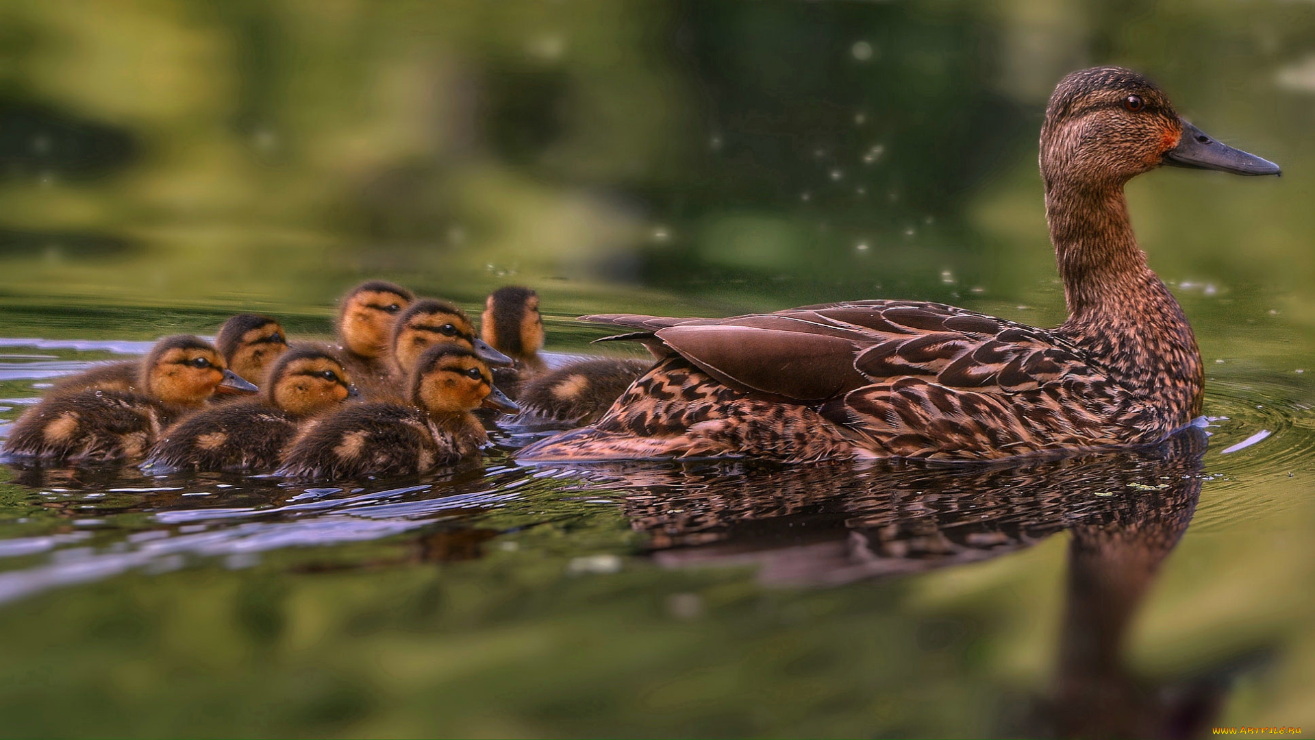 животные, утки, птица, утка, дикая, трава