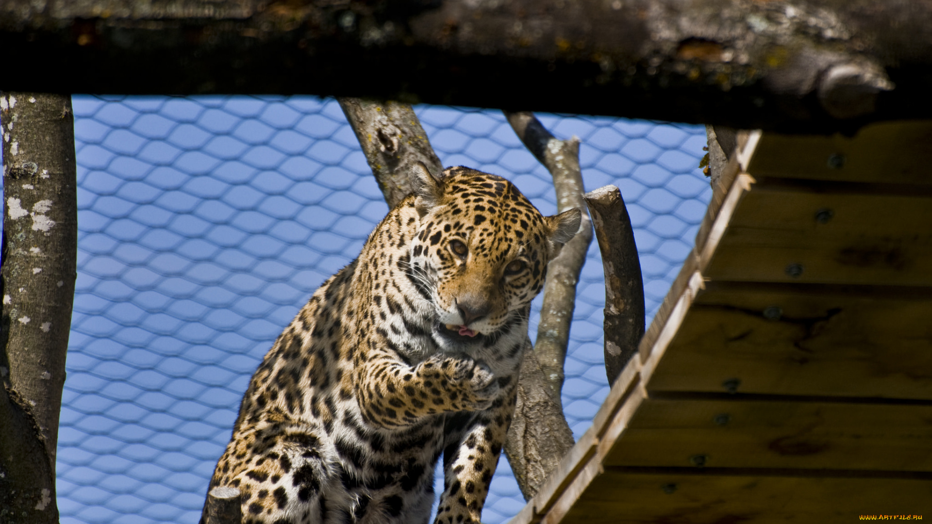 животные, Ягуары, красивое, животное, ягуар