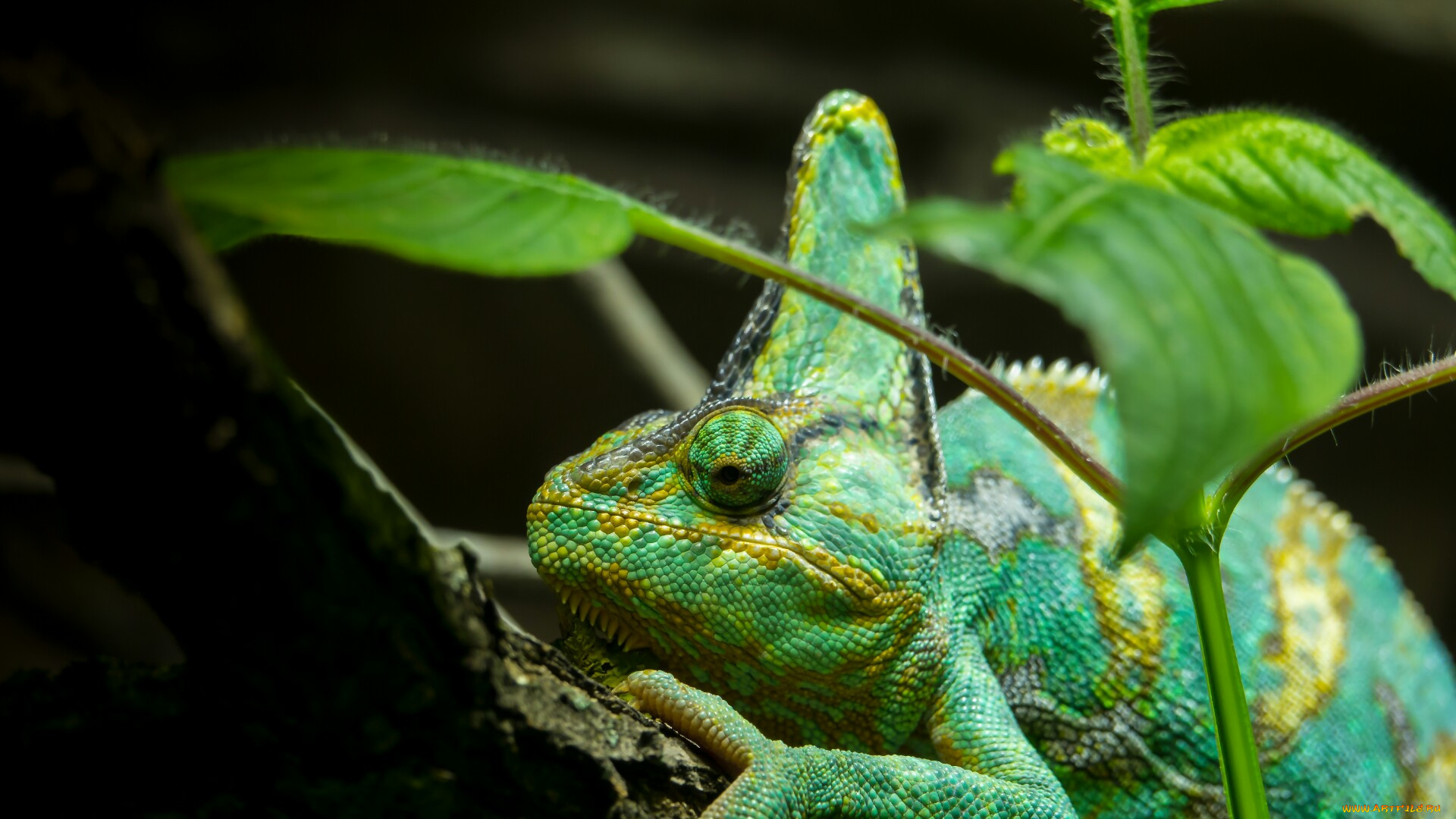 животные, Ящерицы, , игуаны, , вараны, листья, ветка, зеленая, ящерица