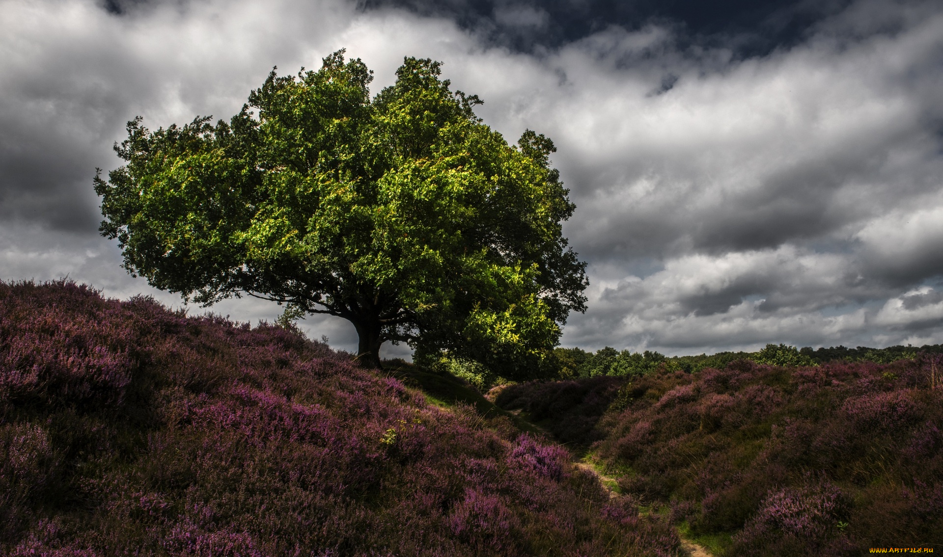 природа, пейзажи, растения, облака, дерево