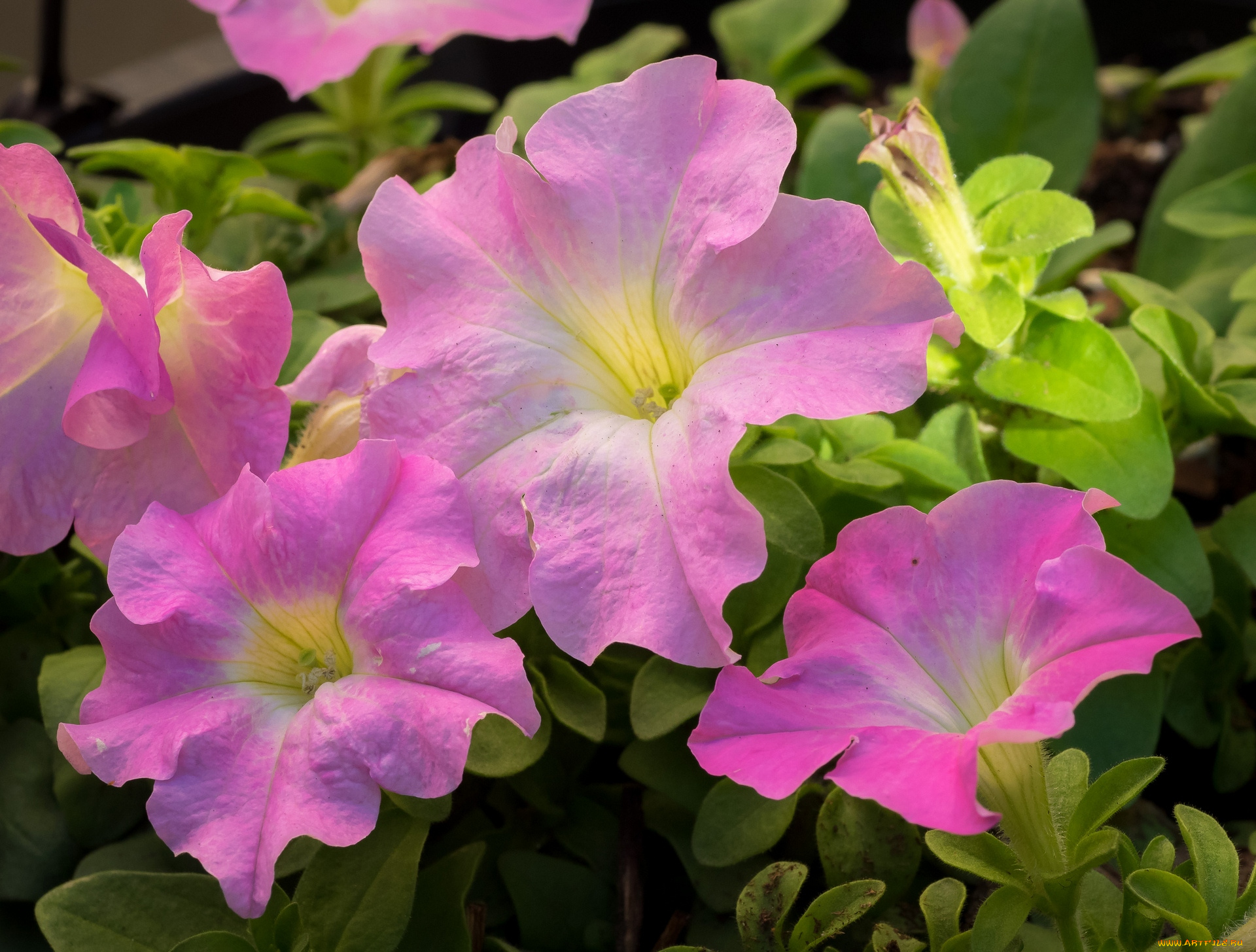 цветы, петунии, , калибрахоа, розовый, цвет