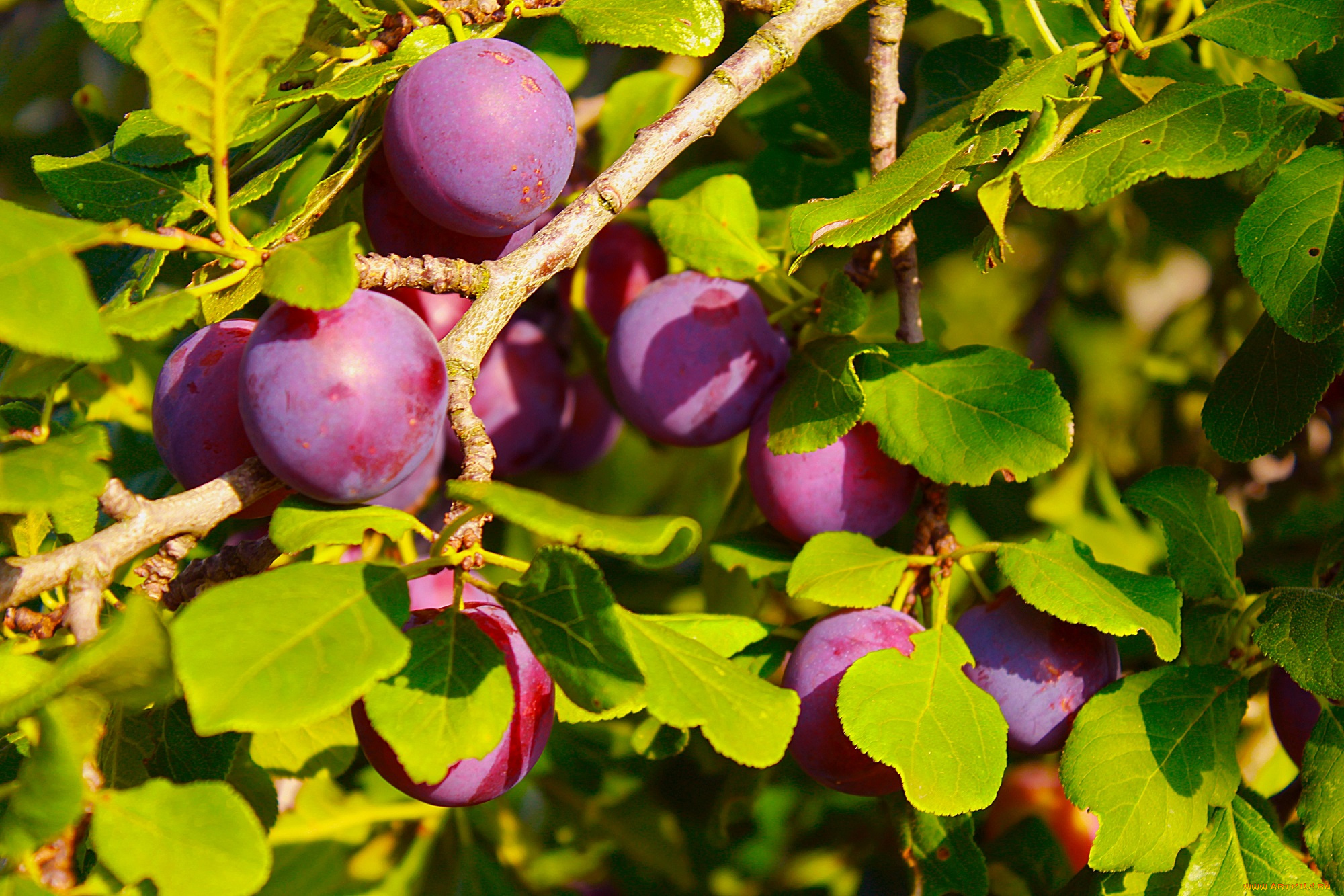 природа, плоды, дерево, листья, слива, ветки