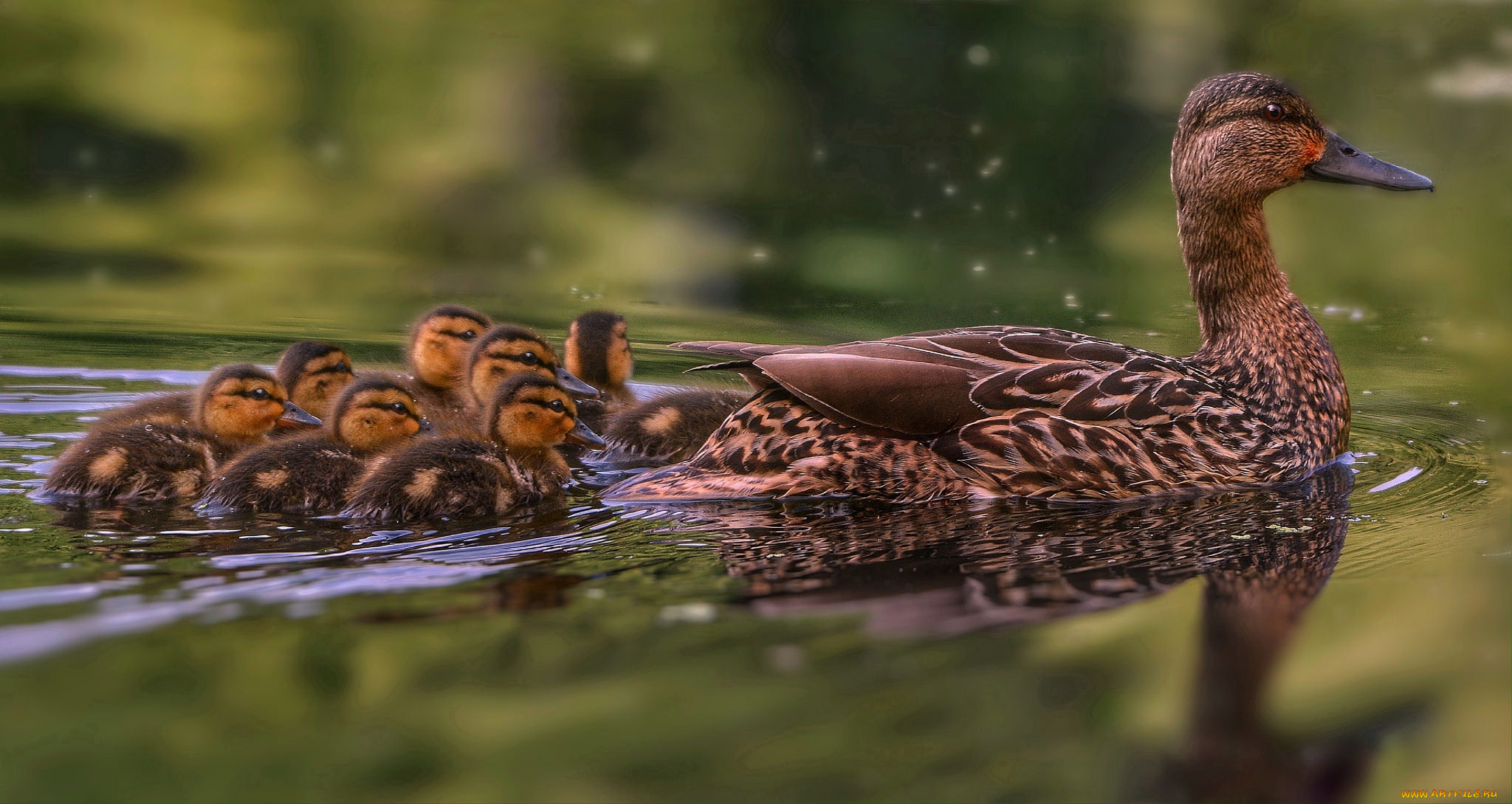 животные, утки, птица, утка, дикая, трава