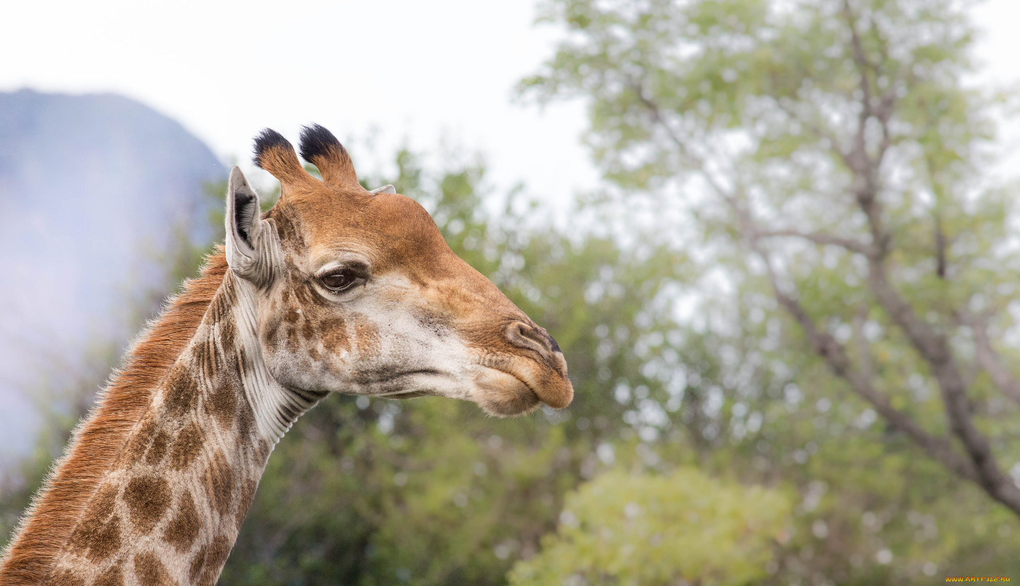 животные, жирафы, жираф, животное, рисунок, окрас