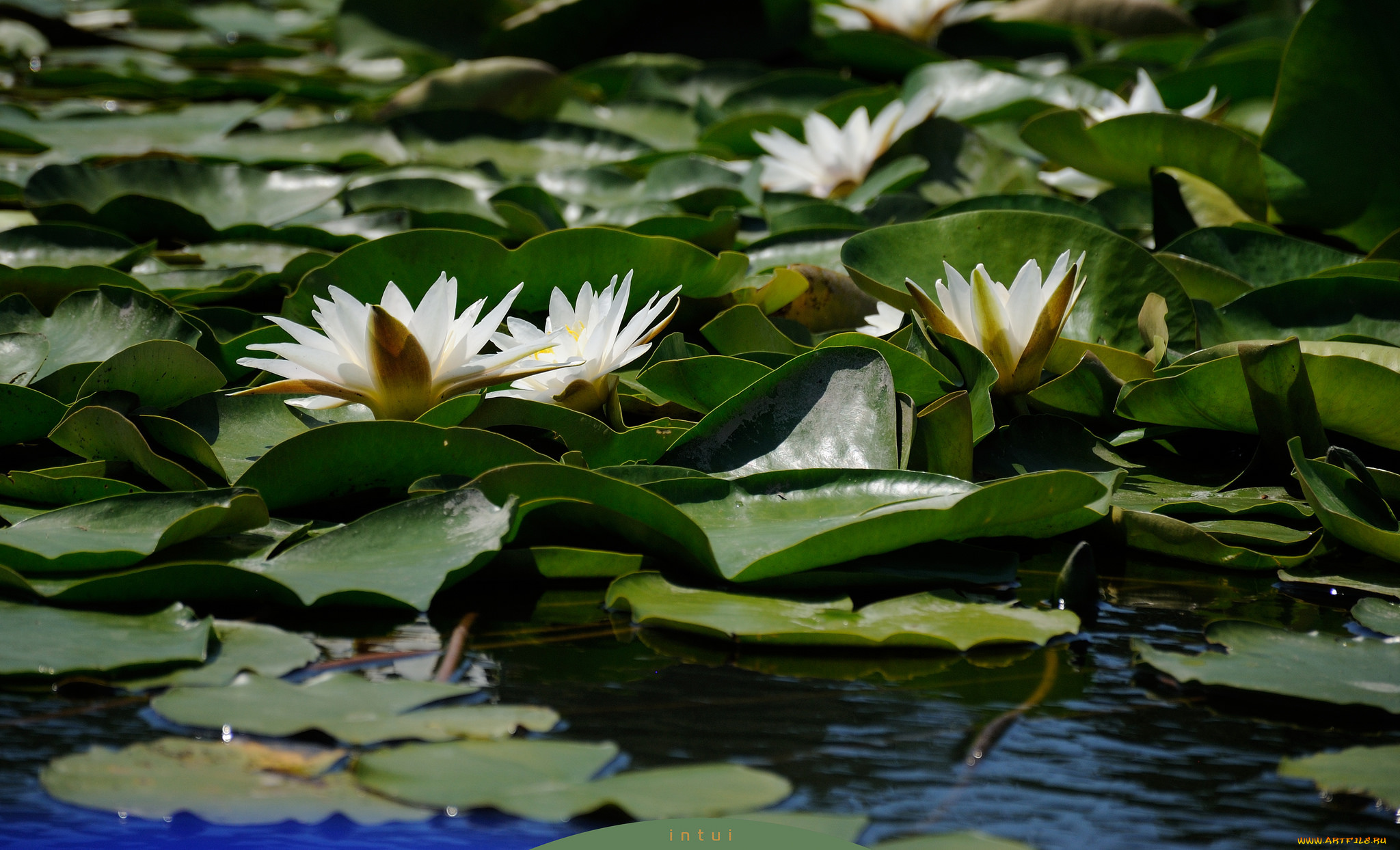 цветы, лилии, водяные, , нимфеи, , кувшинки, вода, шары, кувшинки, листья