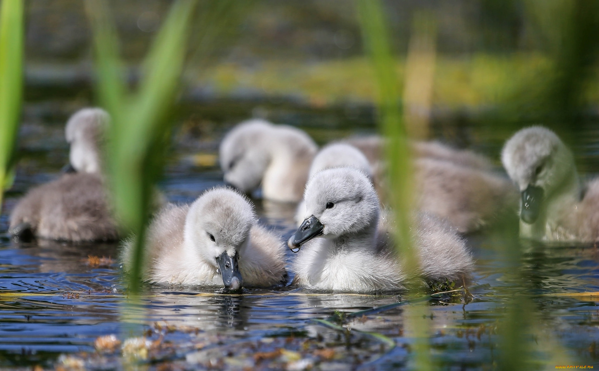 животные, лебеди, водоём, природа, вода, камыши, птенцы