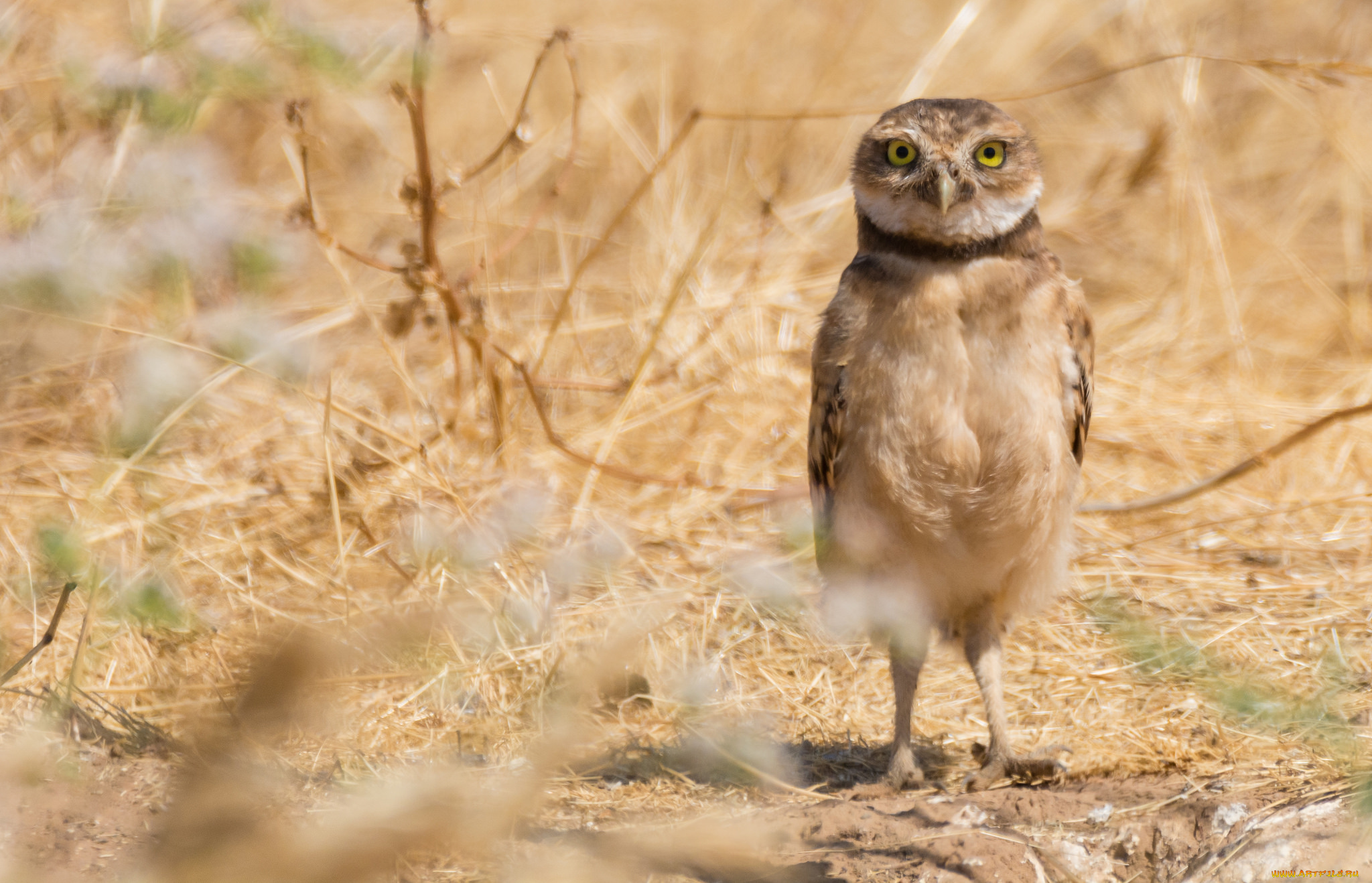 животные, совы, сова, птица, окрас, перья