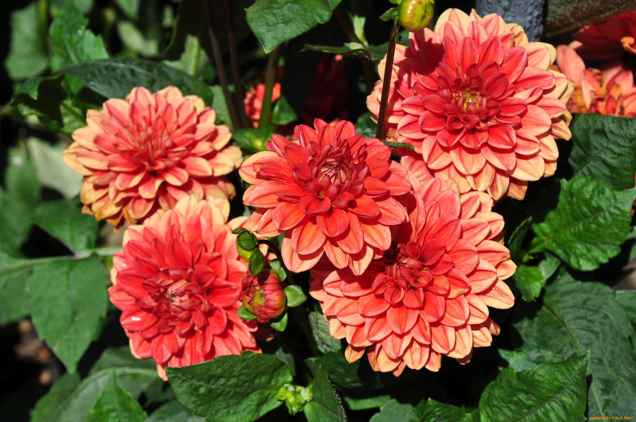 цветы, георгины, цветение, лепестки, розовый, георгин