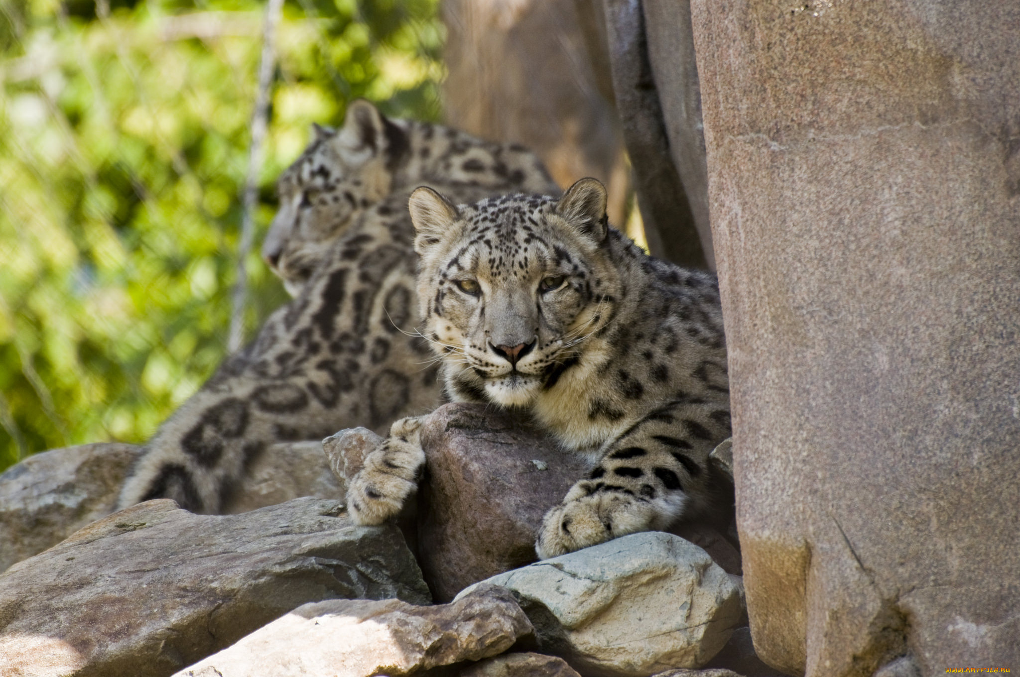 животные, снежный, барс, , ирбис, дикий, животное, шерсть, окрас, снежный, барс