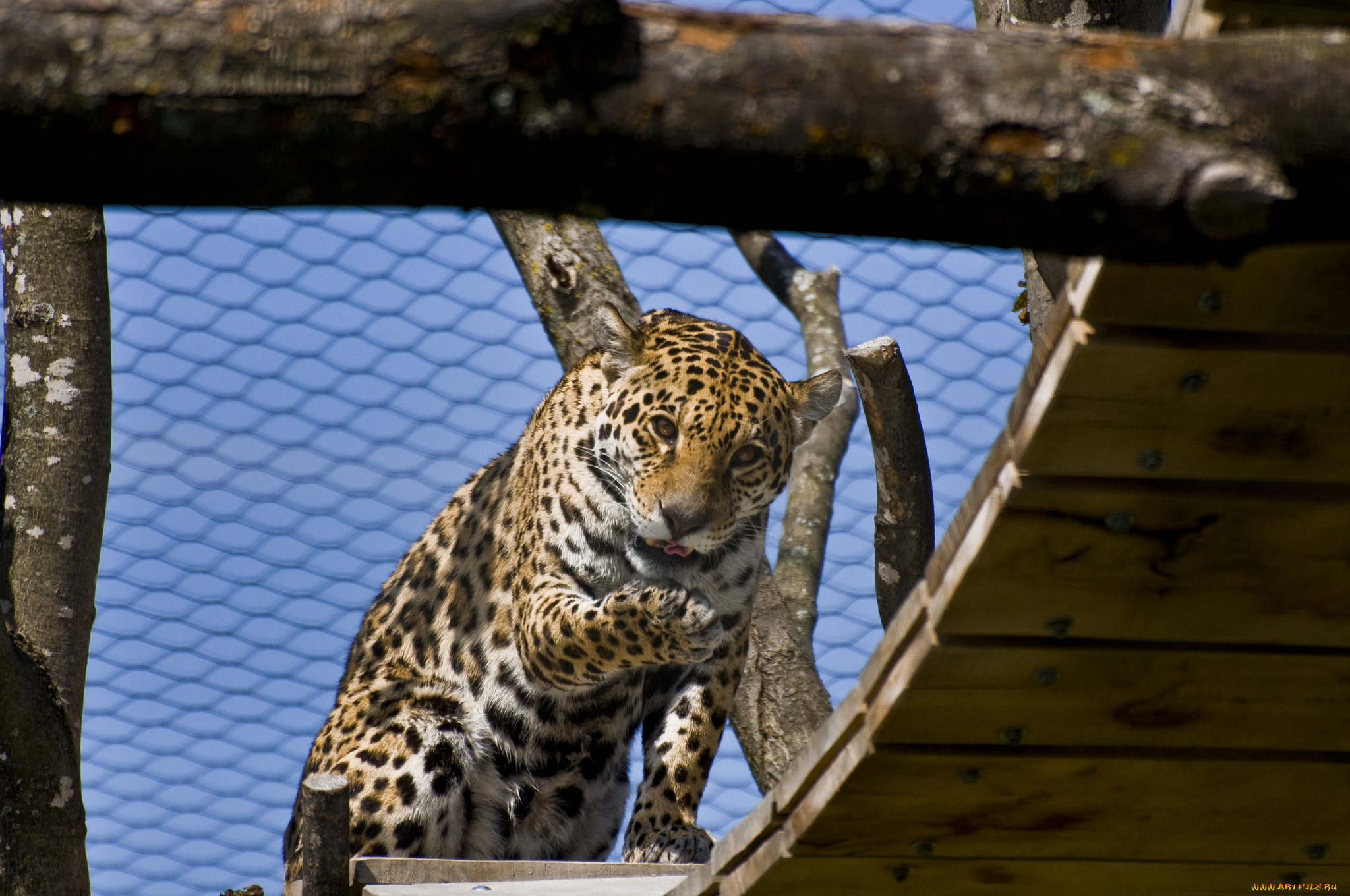 животные, Ягуары, красивое, животное, ягуар