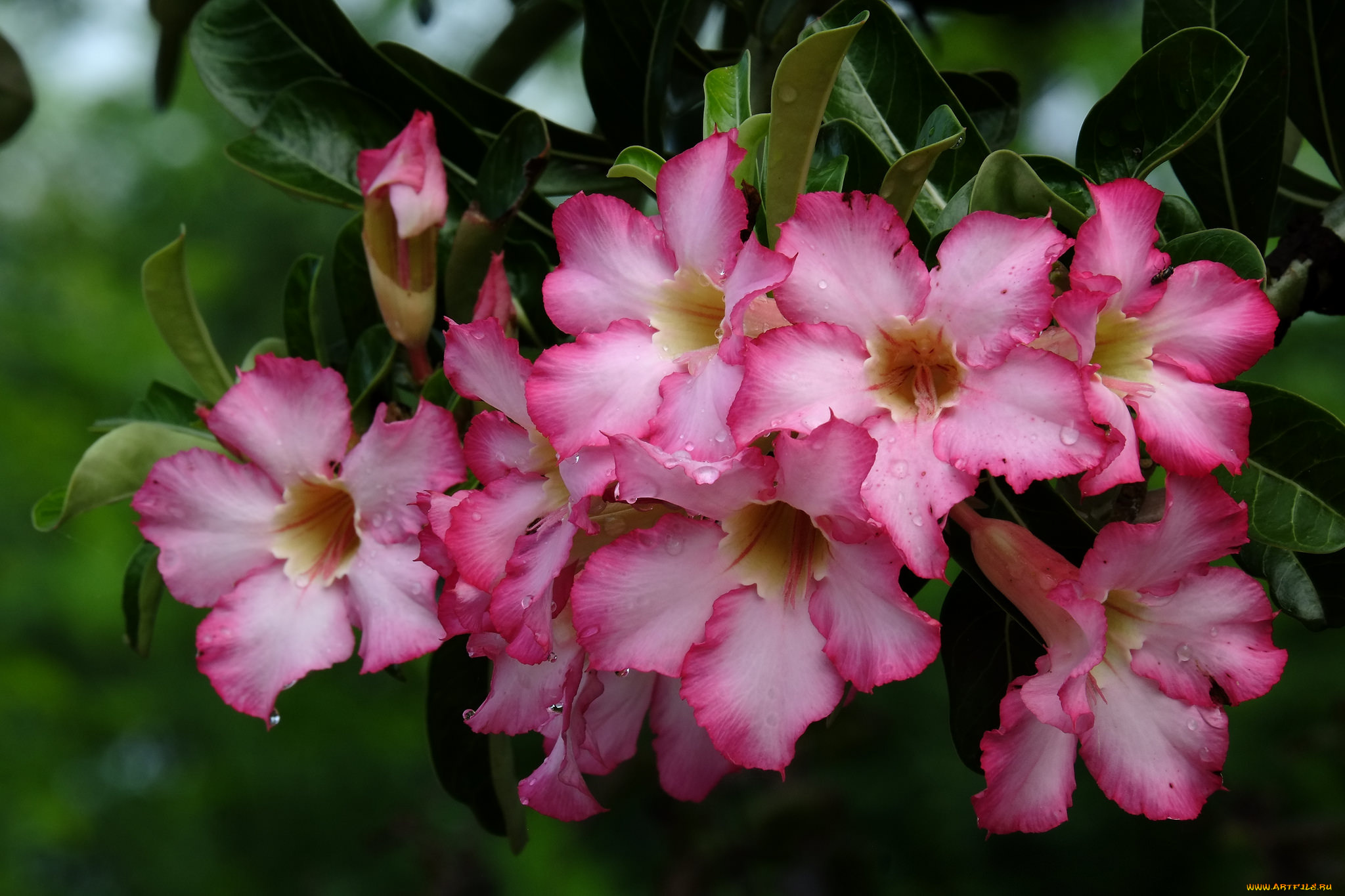 цветы, адениум, , мандевилла, лето, цветение, листья