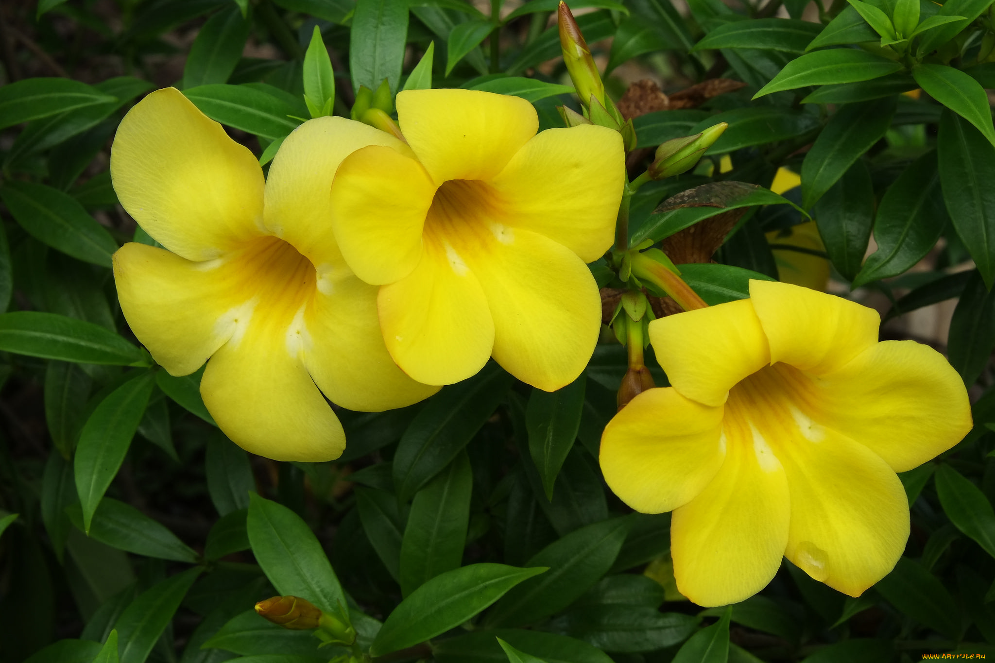 цветы, алламанда, желтые, бутоны, листья, цветение