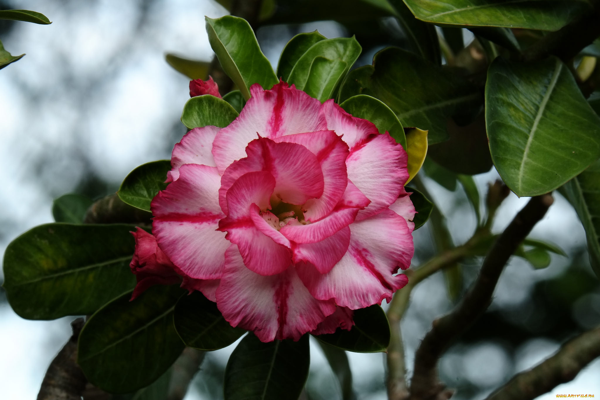 цветы, камелии, цветение, листья, лето
