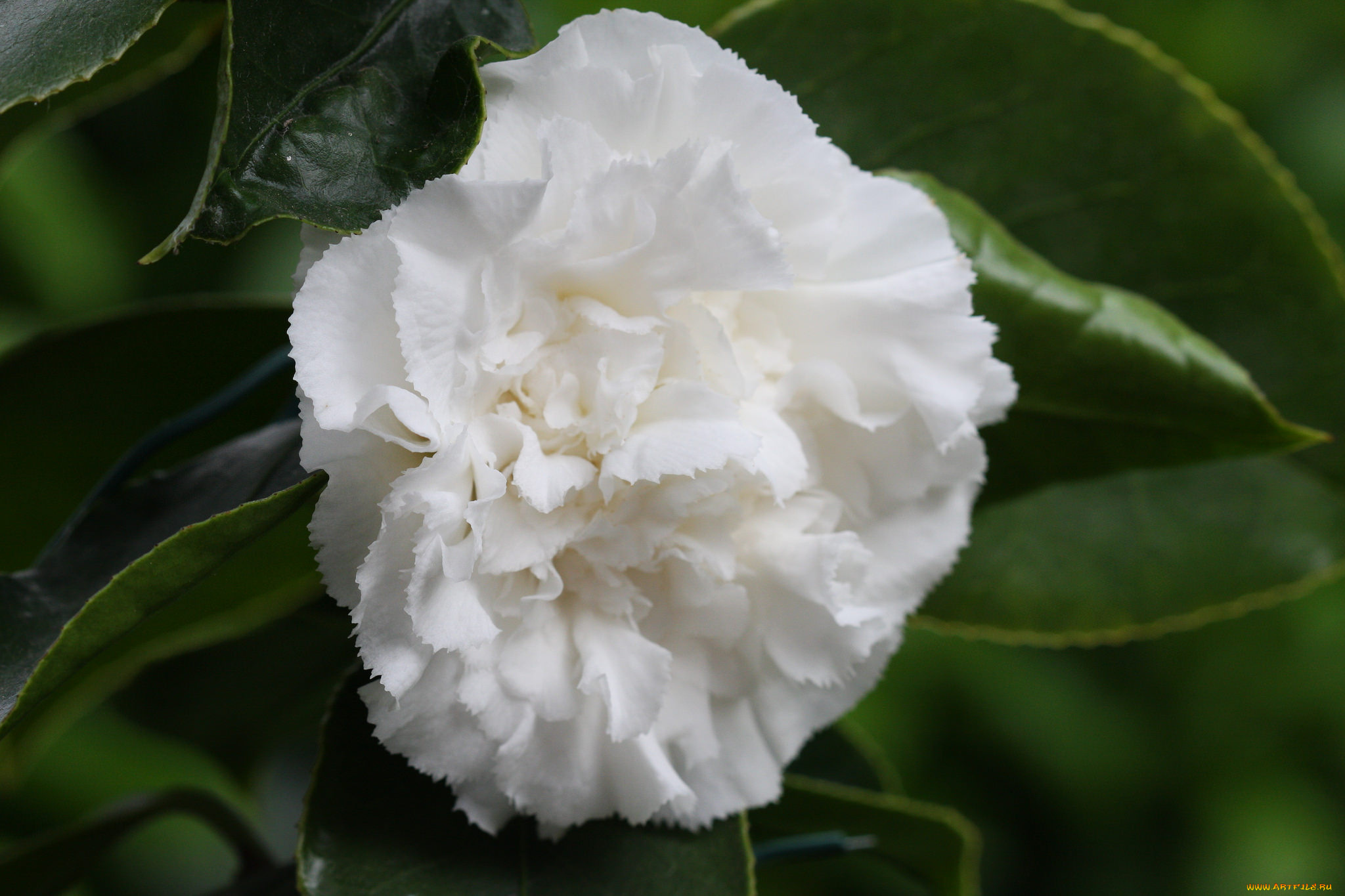 цветы, камелии, листья, цветение, нежность, камелия, бутон, лепестки