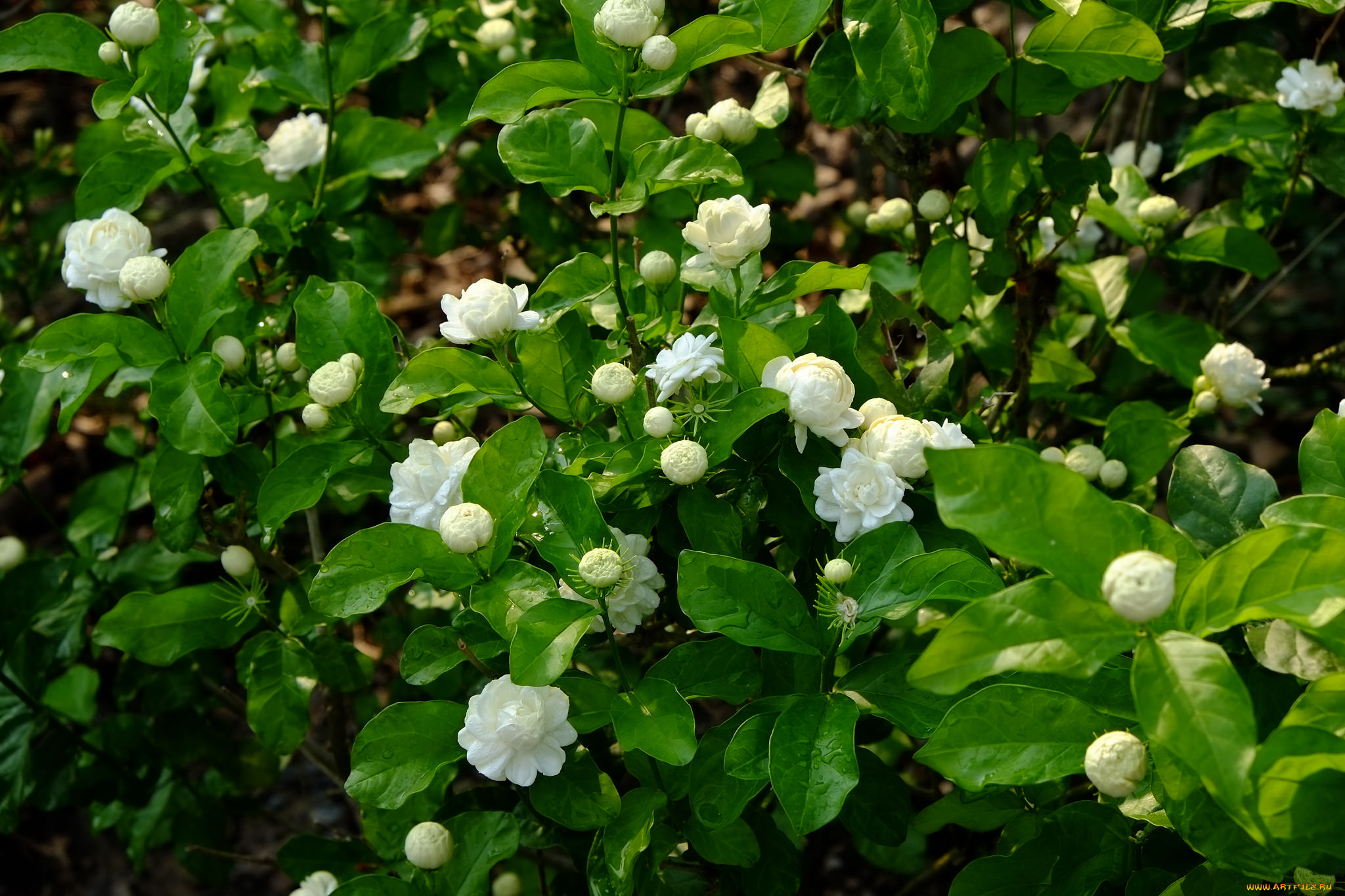 цветы, кустики, много, белые, цветение