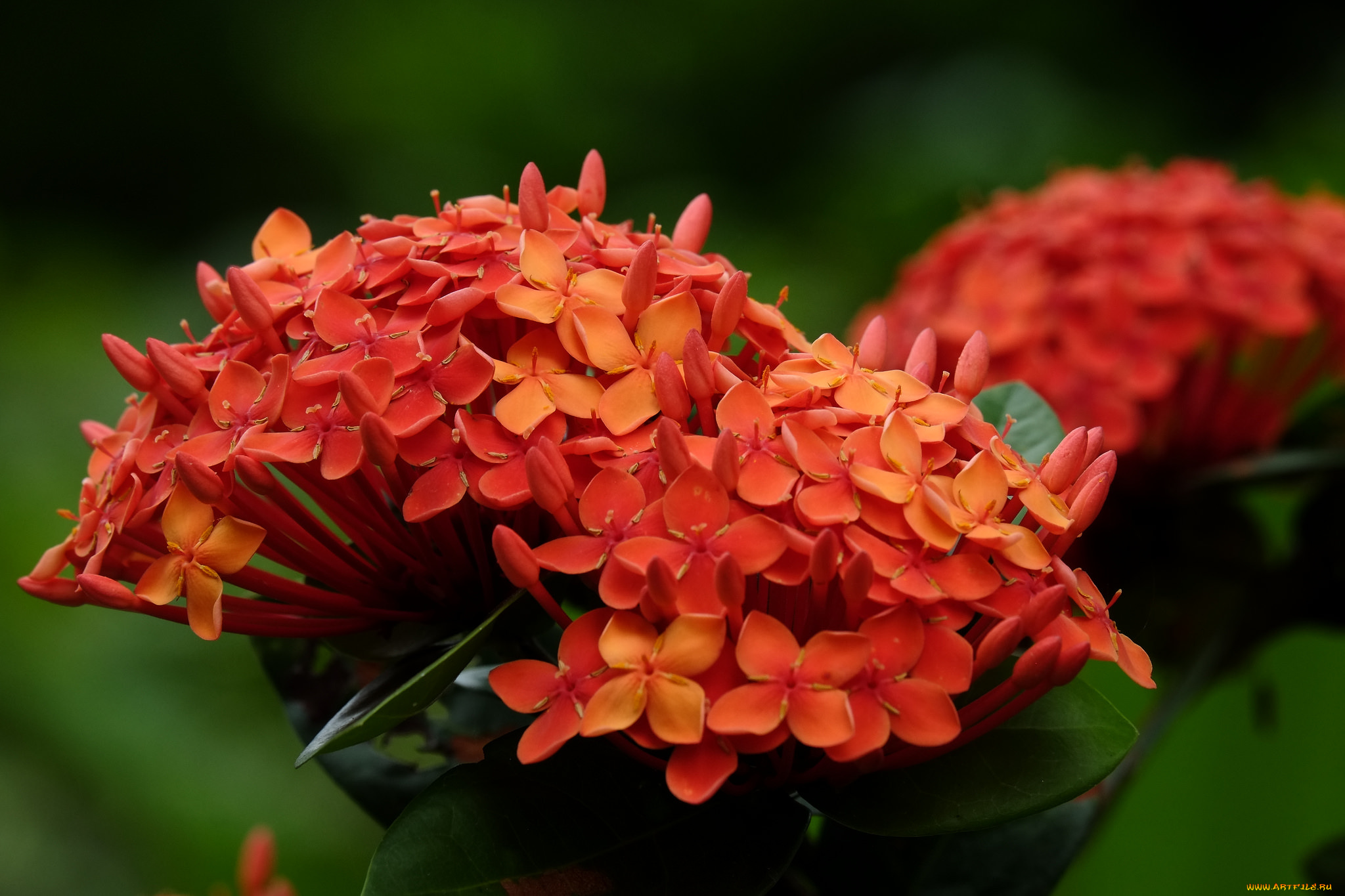 цветы, листья, цветение, лето