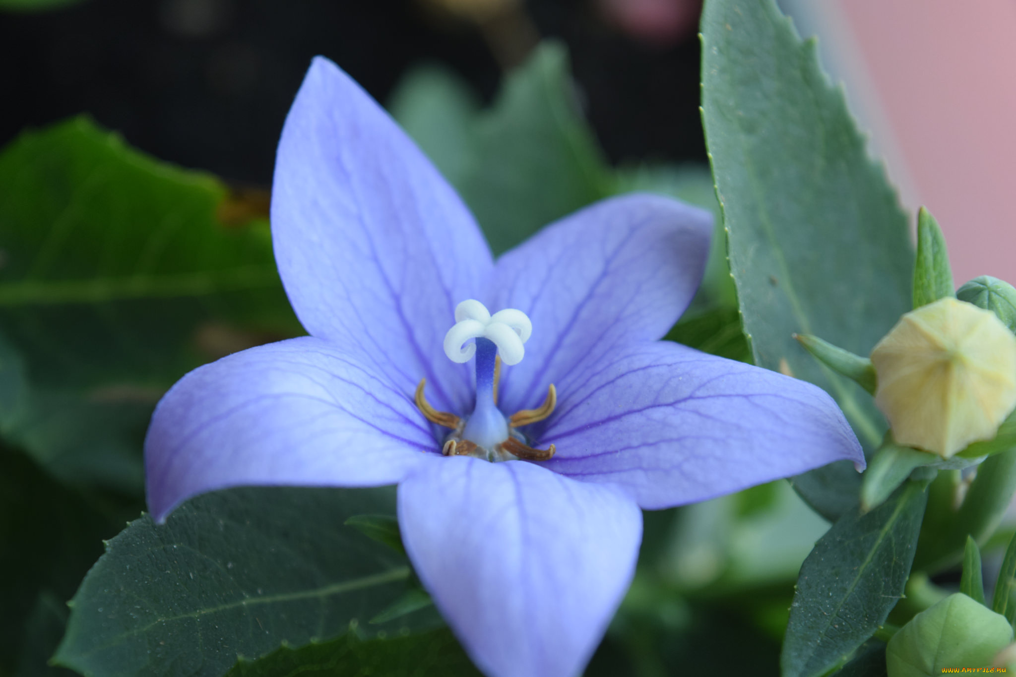 цветы, макро, синий, цветок