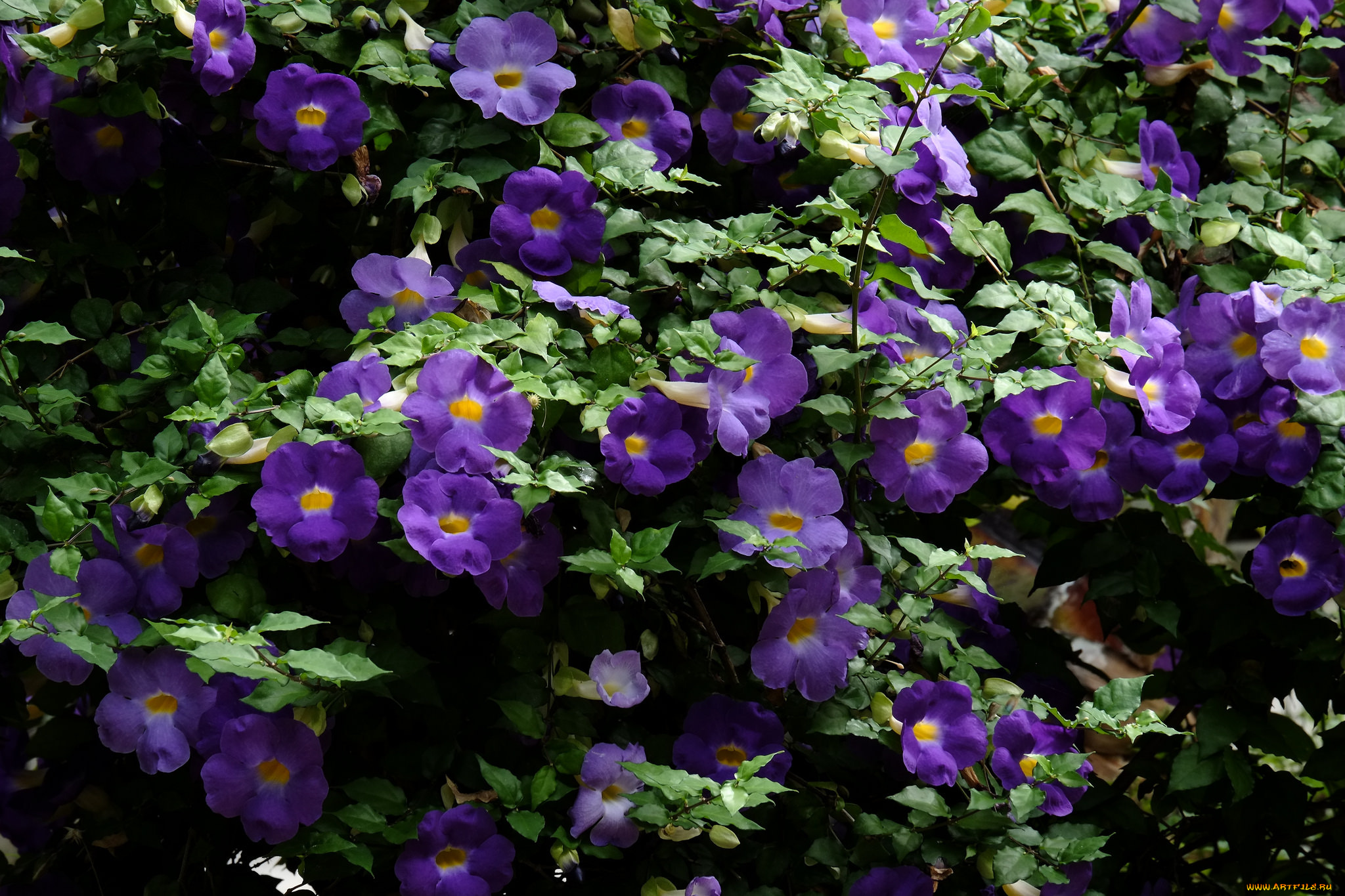 цветы, петунии, , калибрахоа, цветение, нежность, бутон, петуния