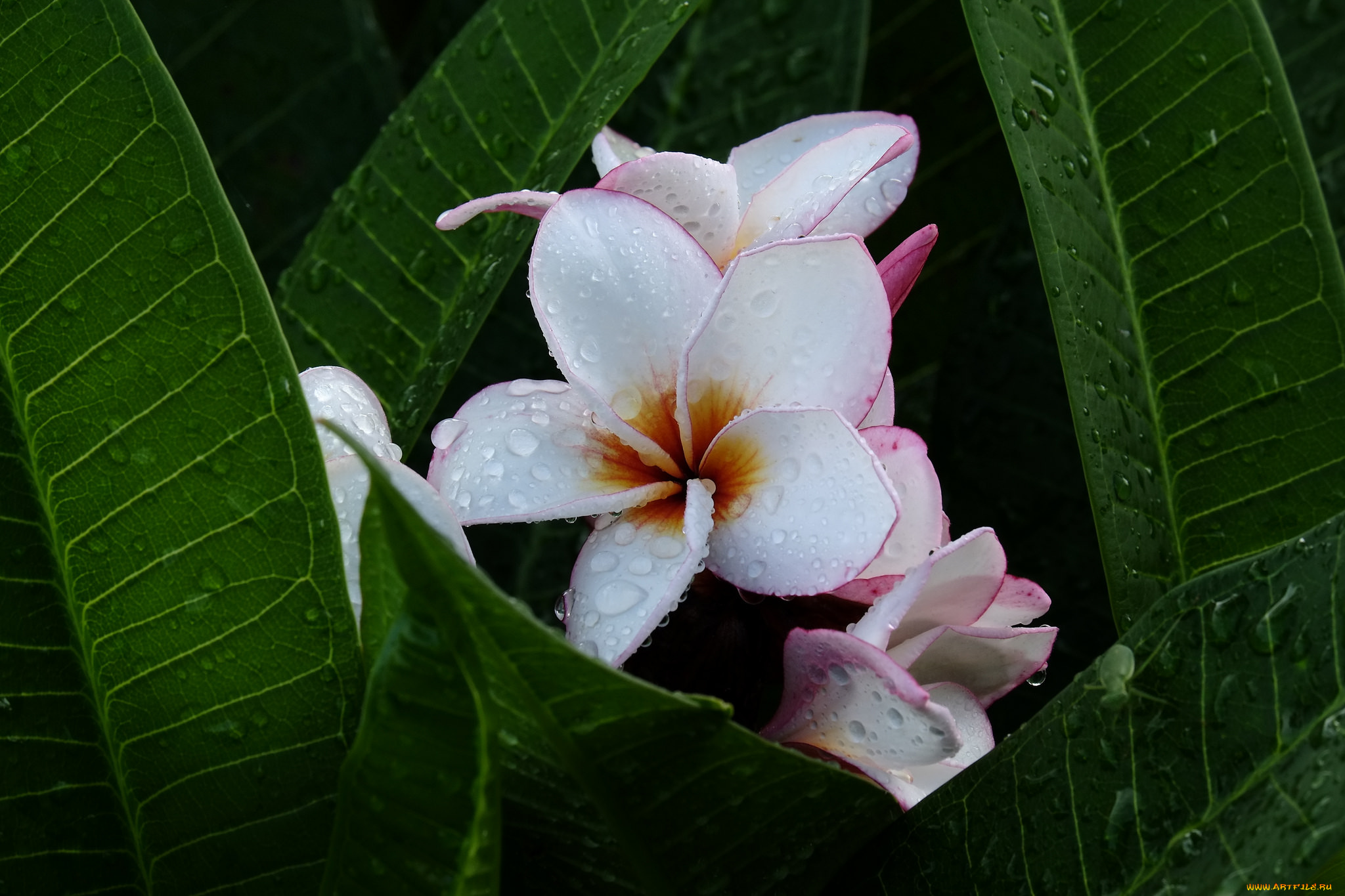цветы, плюмерия, цветение, ветка, листья