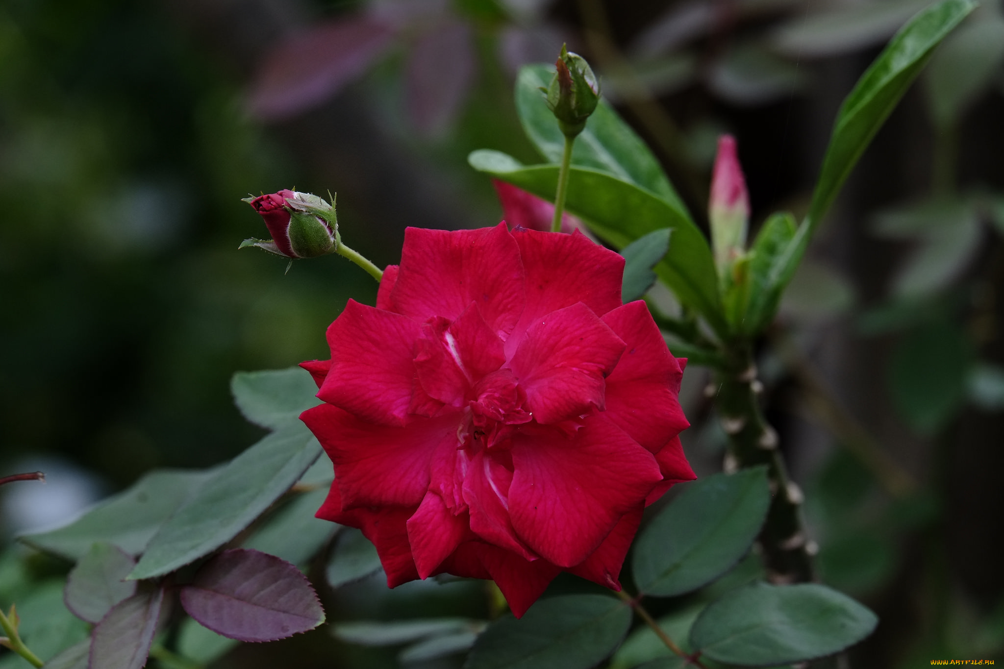 цветы, розы, цветение, роза, бутон, лепестки, листья, bud, blossoms, rose, petals, leaves