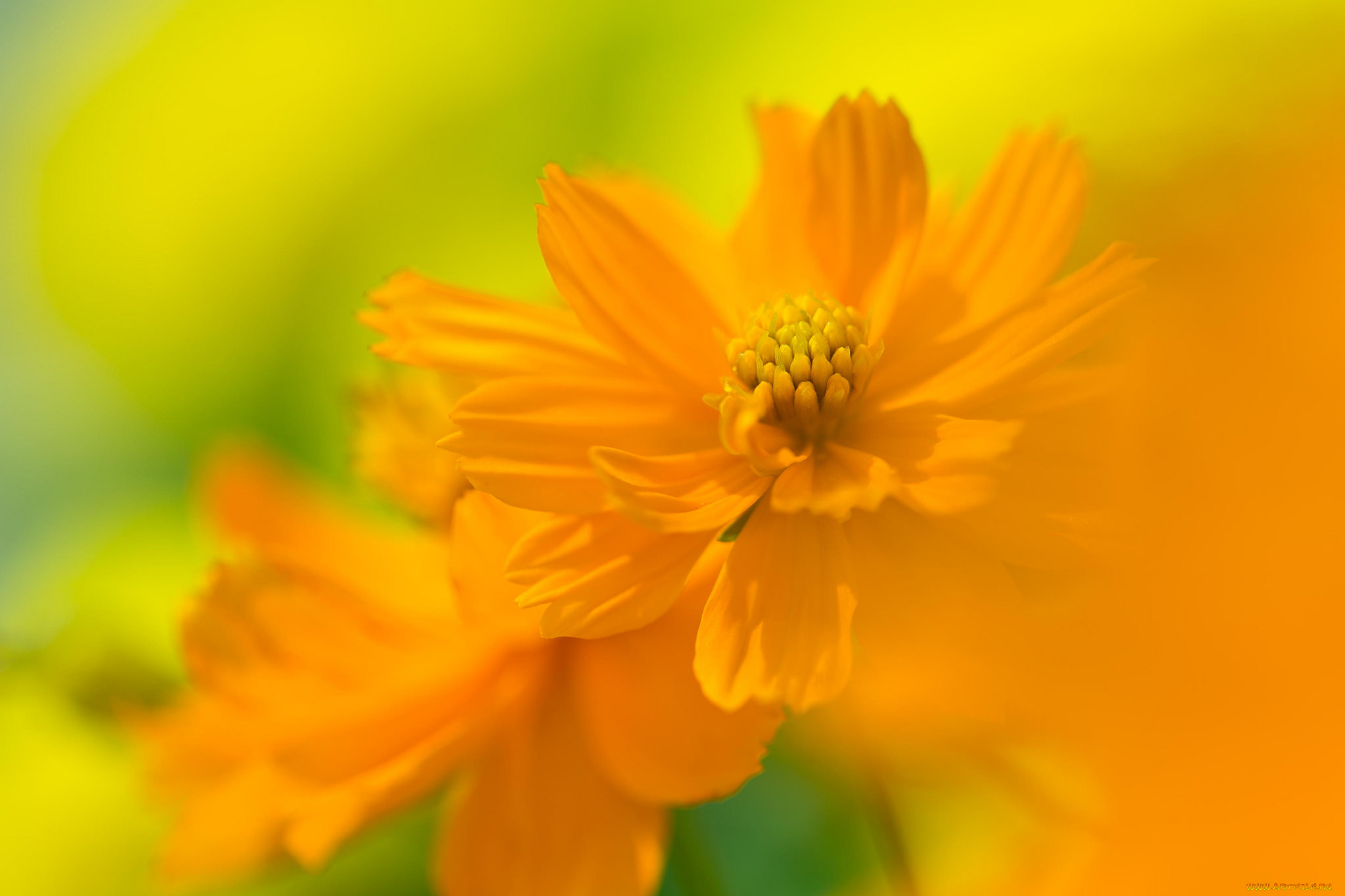 космея, цветы, цветение, желтый, цветок