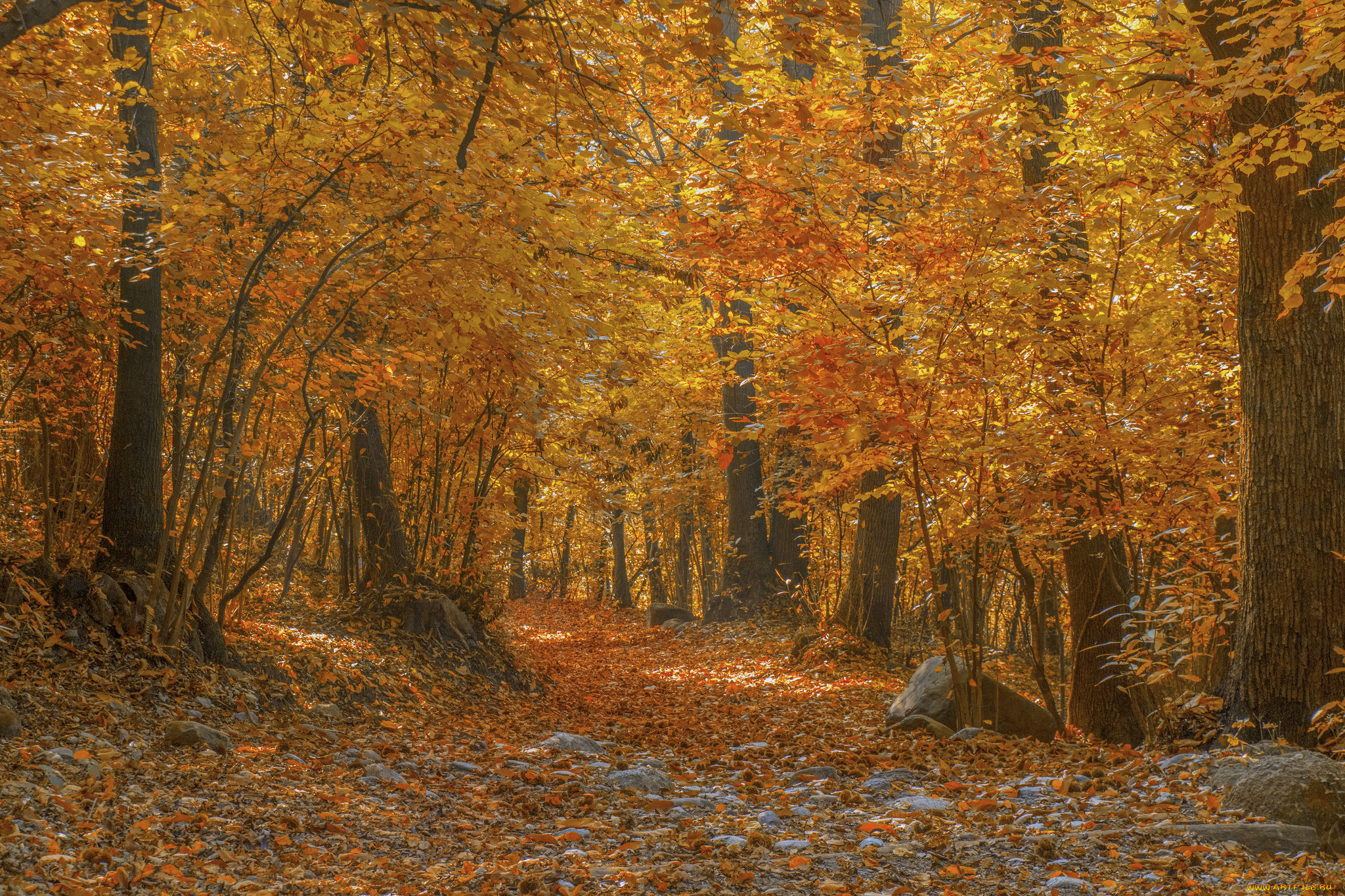 природа, лес, простор