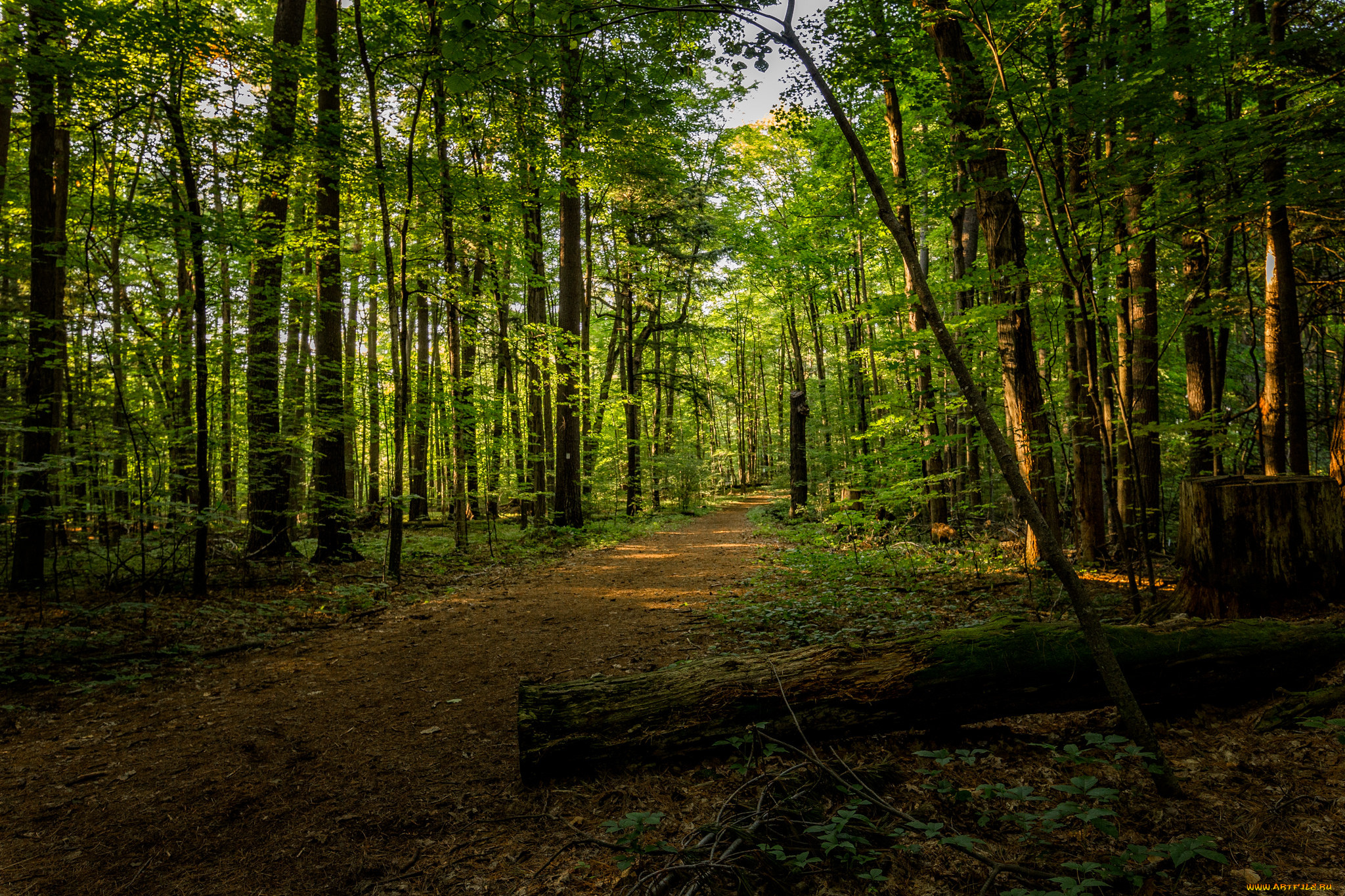природа, лес, простор