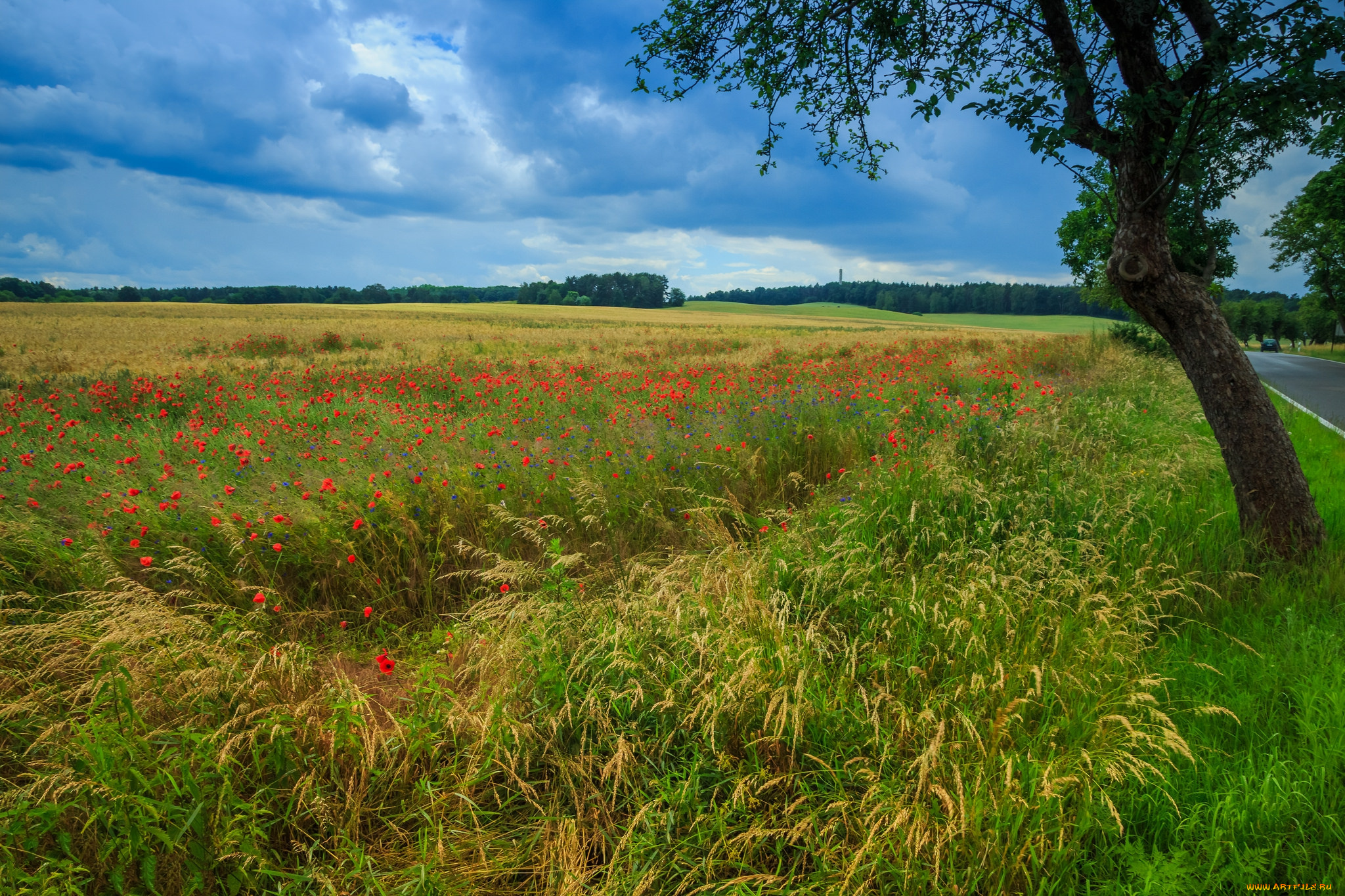 природа, поля, простор
