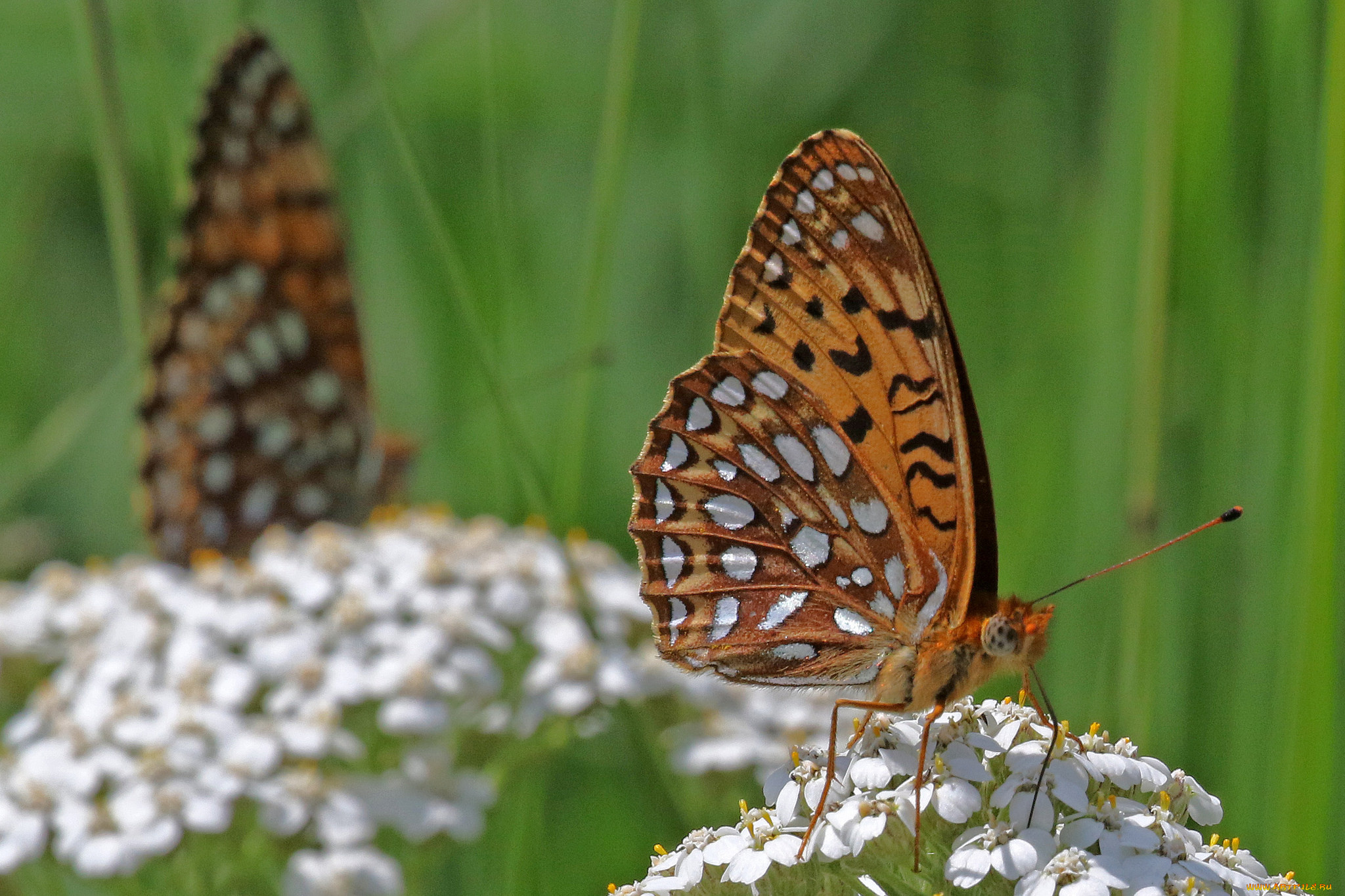 животные, бабочки, , мотыльки, , моли, бабочка, лук