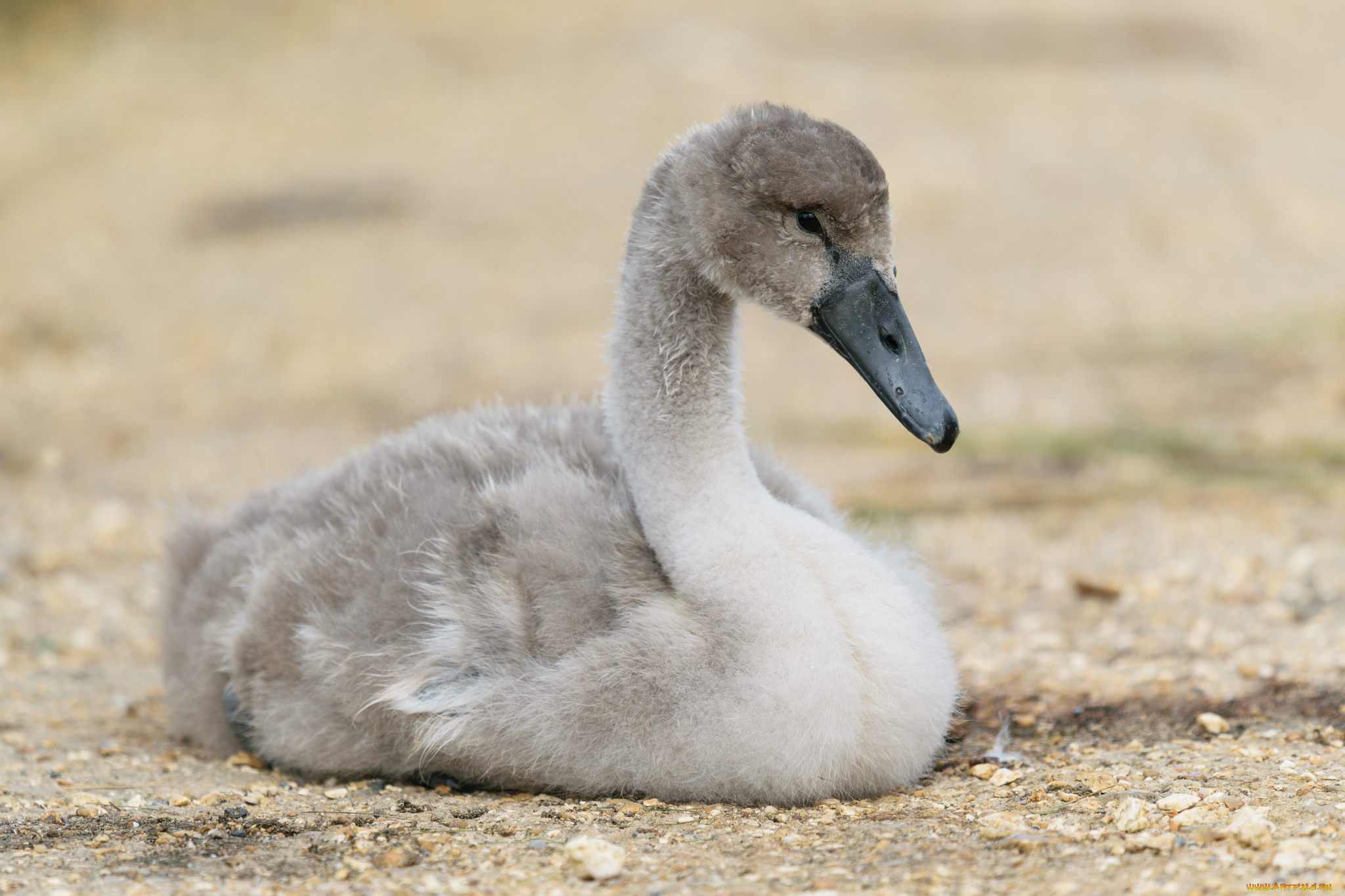 животные, лебеди, отдых, пушок, малыш, лебедь