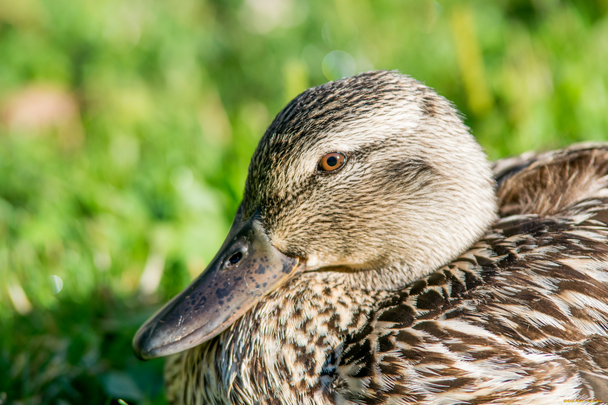 животные, утки, птица, трава, дикая, утка