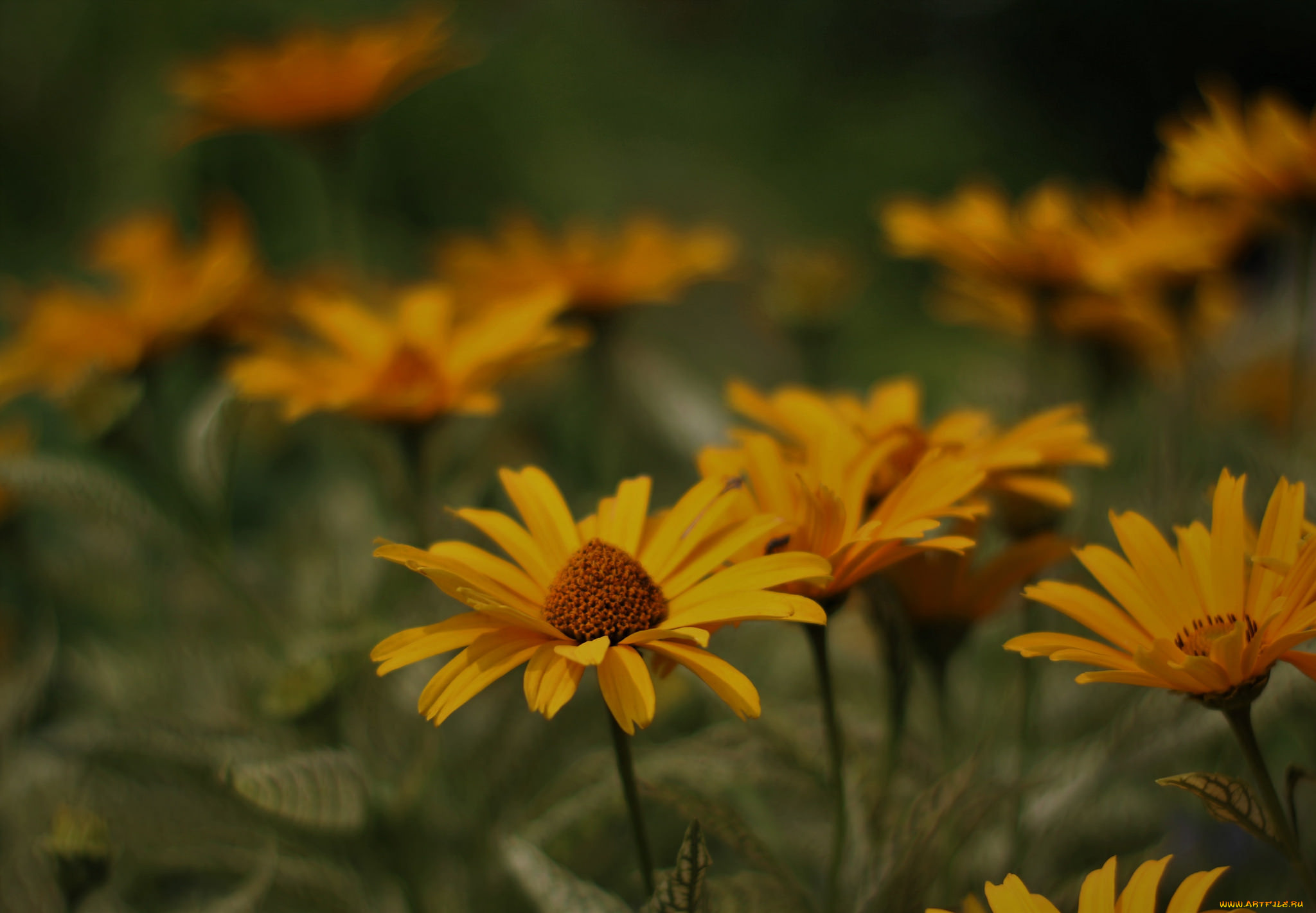 цветы, желтые, цветение, лепестки