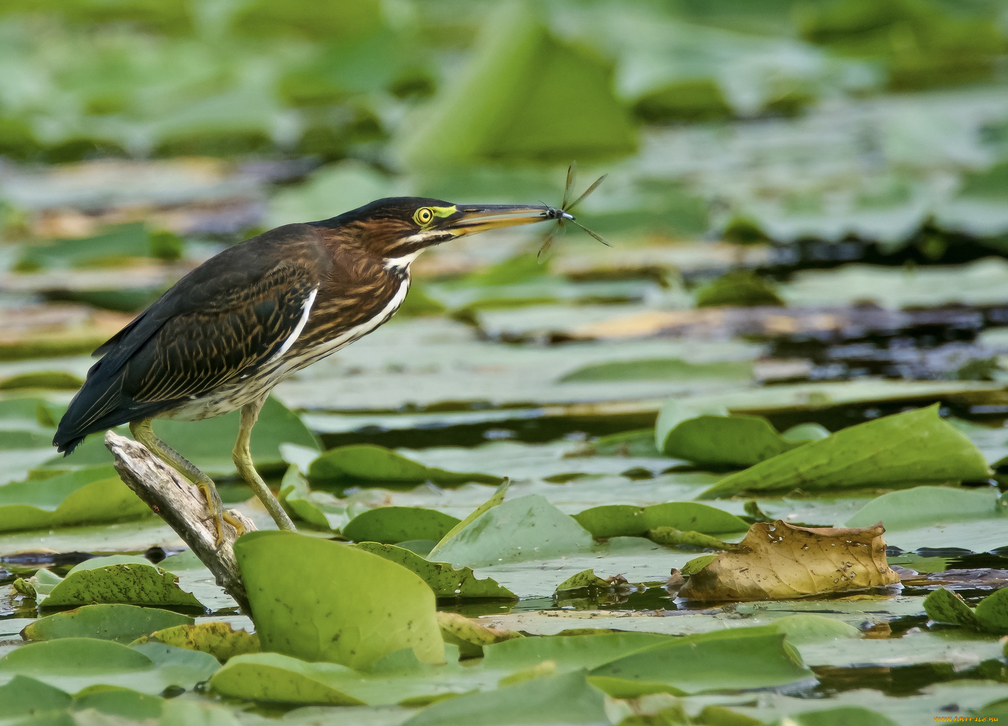 животные, цапли, , выпи, клюв, перья, окрас, птица
