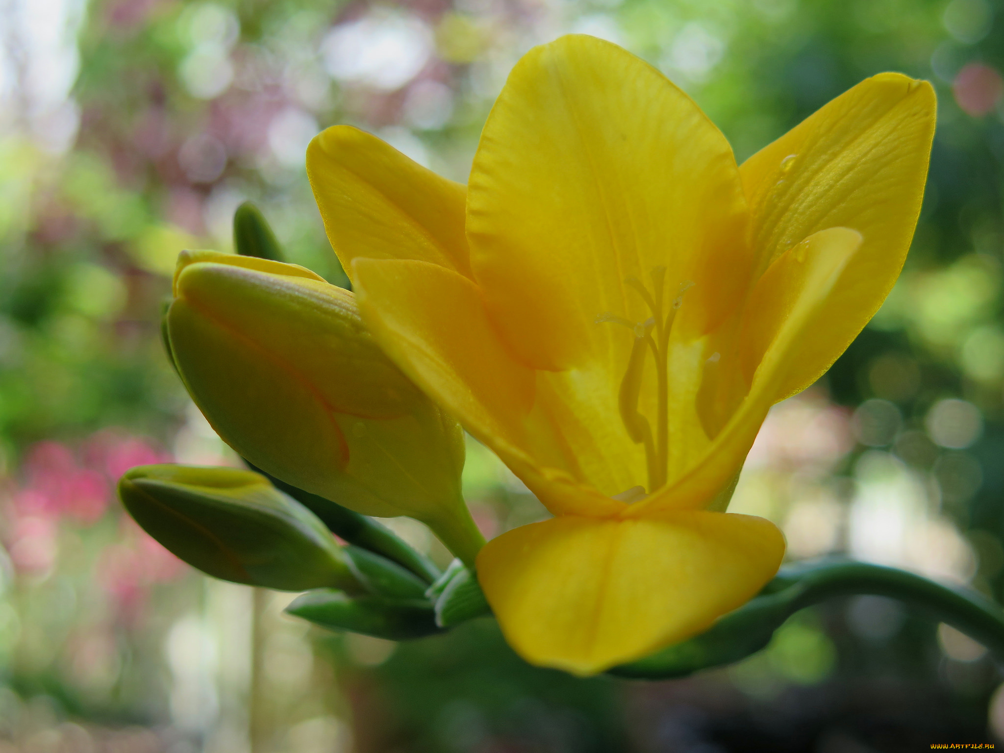 цветы, цветок, бутоны, желтый, макро