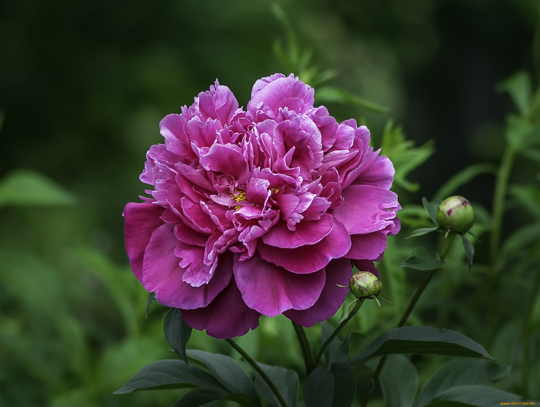 цветы, розы, цветок