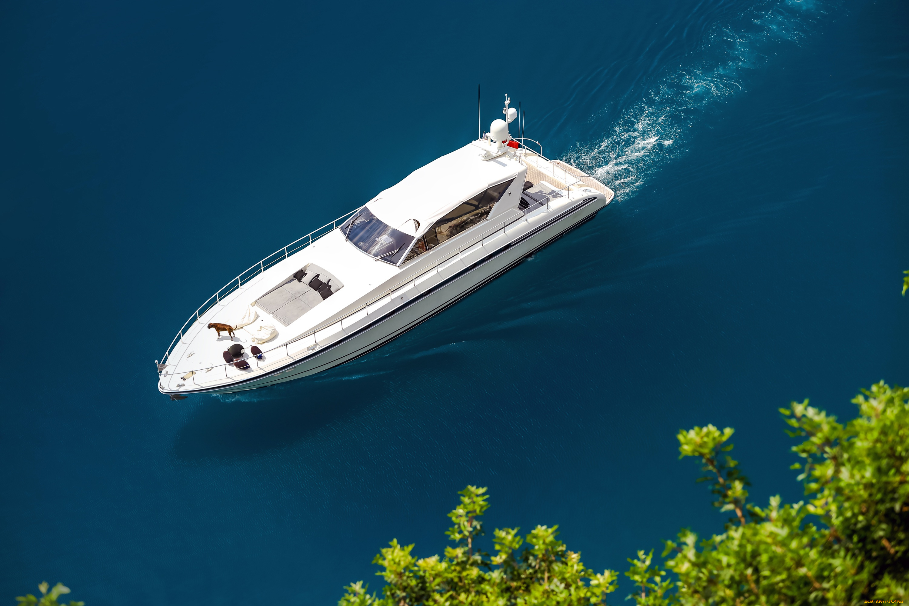 корабли, Яхты, море, кусты, собака, вид, сверху, яхта, солнце