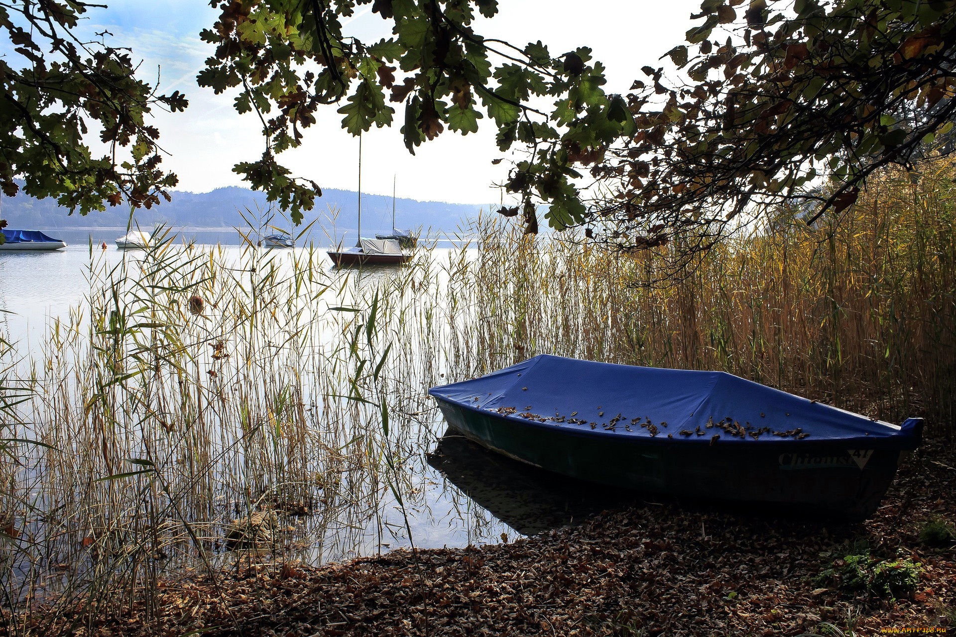 корабли, лодки, , шлюпки, река, лодка, камыши