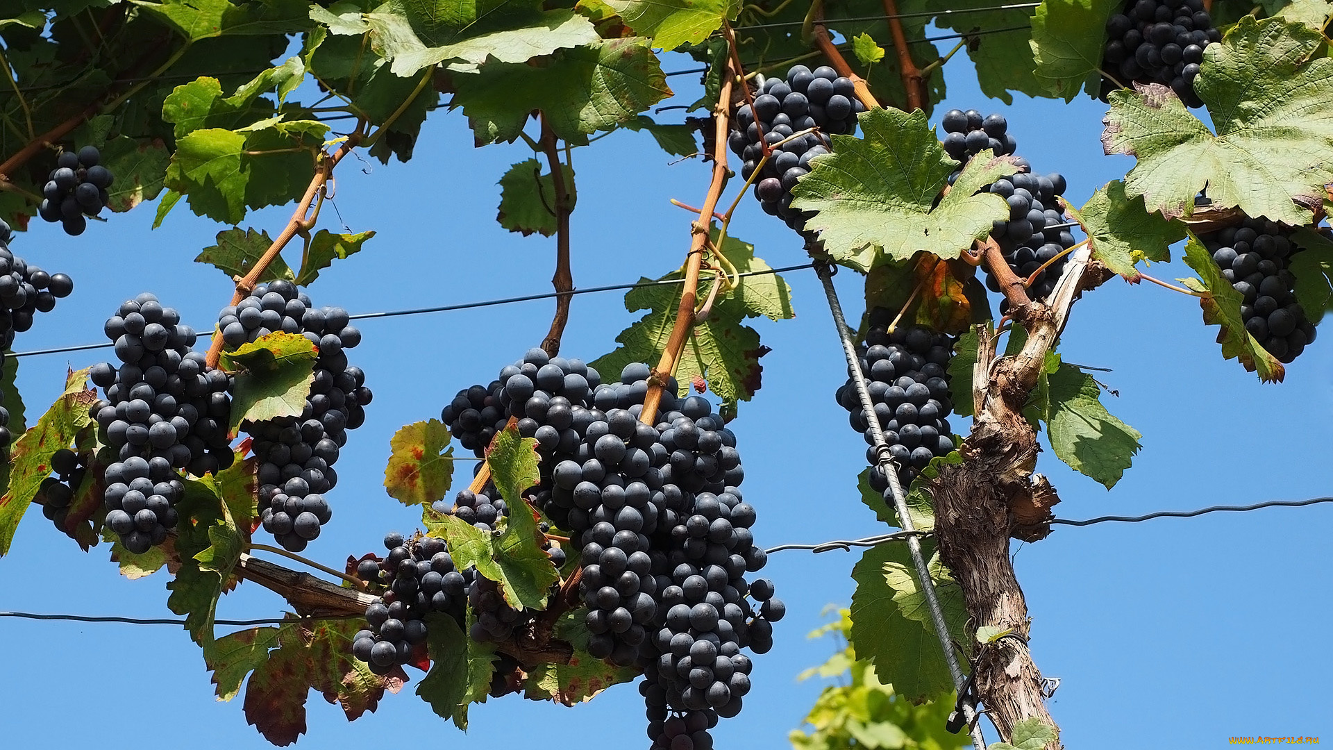 природа, ягоды, , виноград, грозди, виноград, урожай