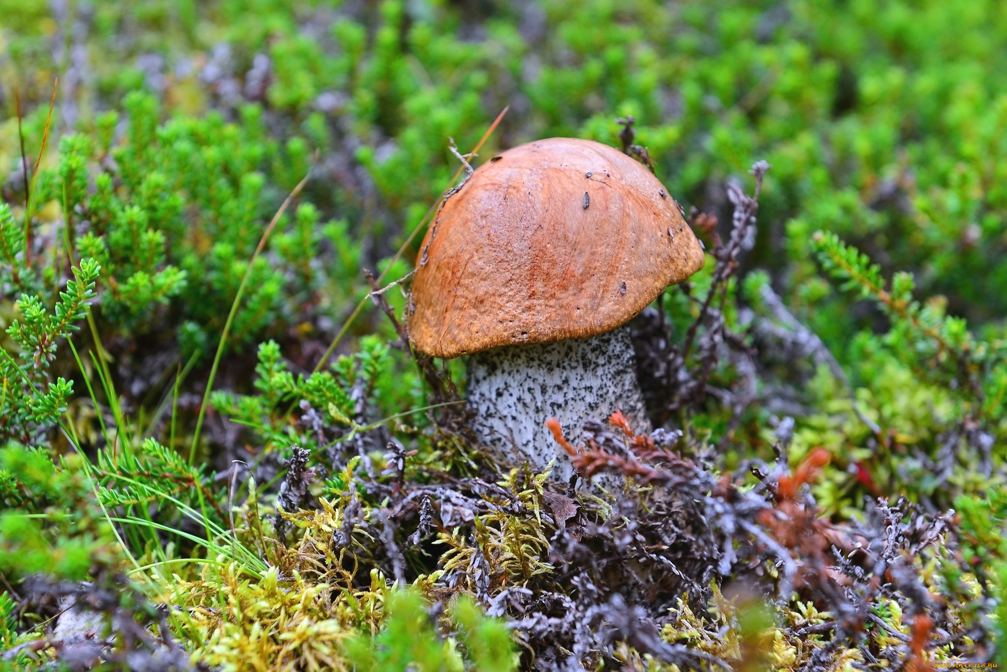 природа, грибы, подосиновик