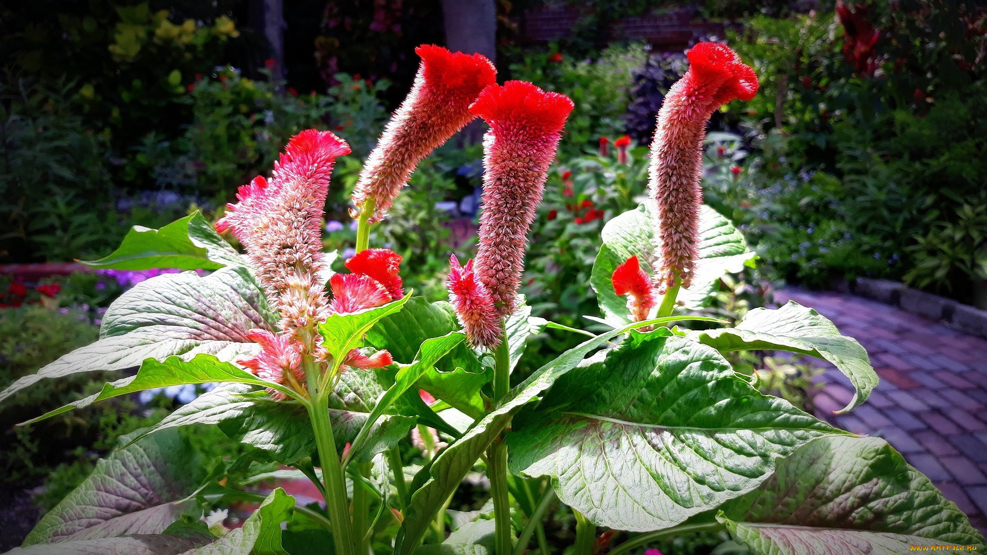 целозия, цветы