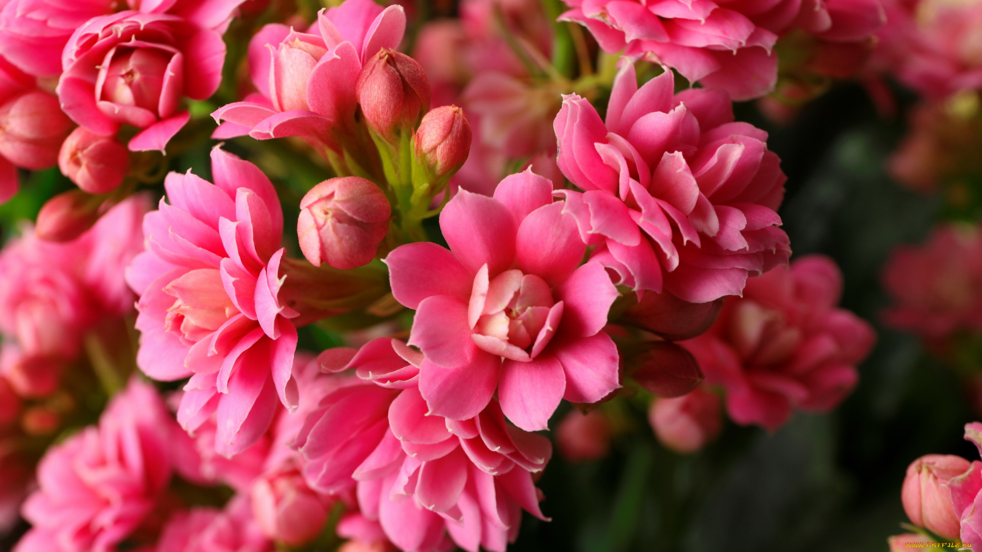 цветы, каланхоэ, розовые, макро