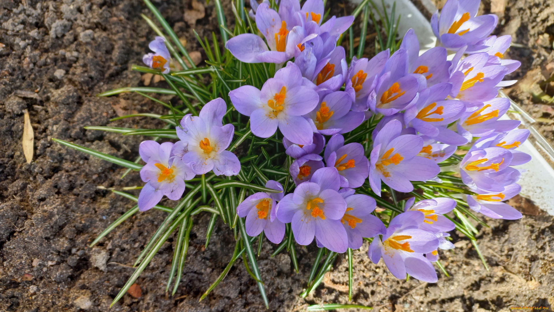 цветы, крокусы, весна, первоцветы